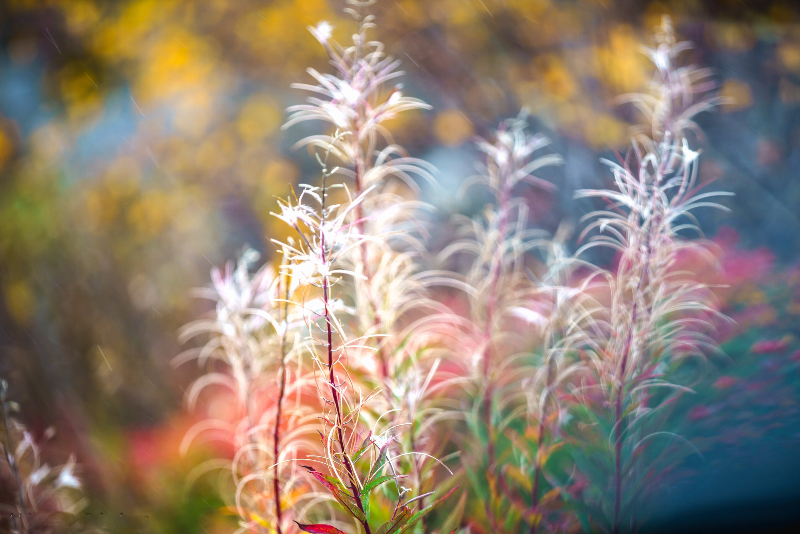 Осень в Хибинах
