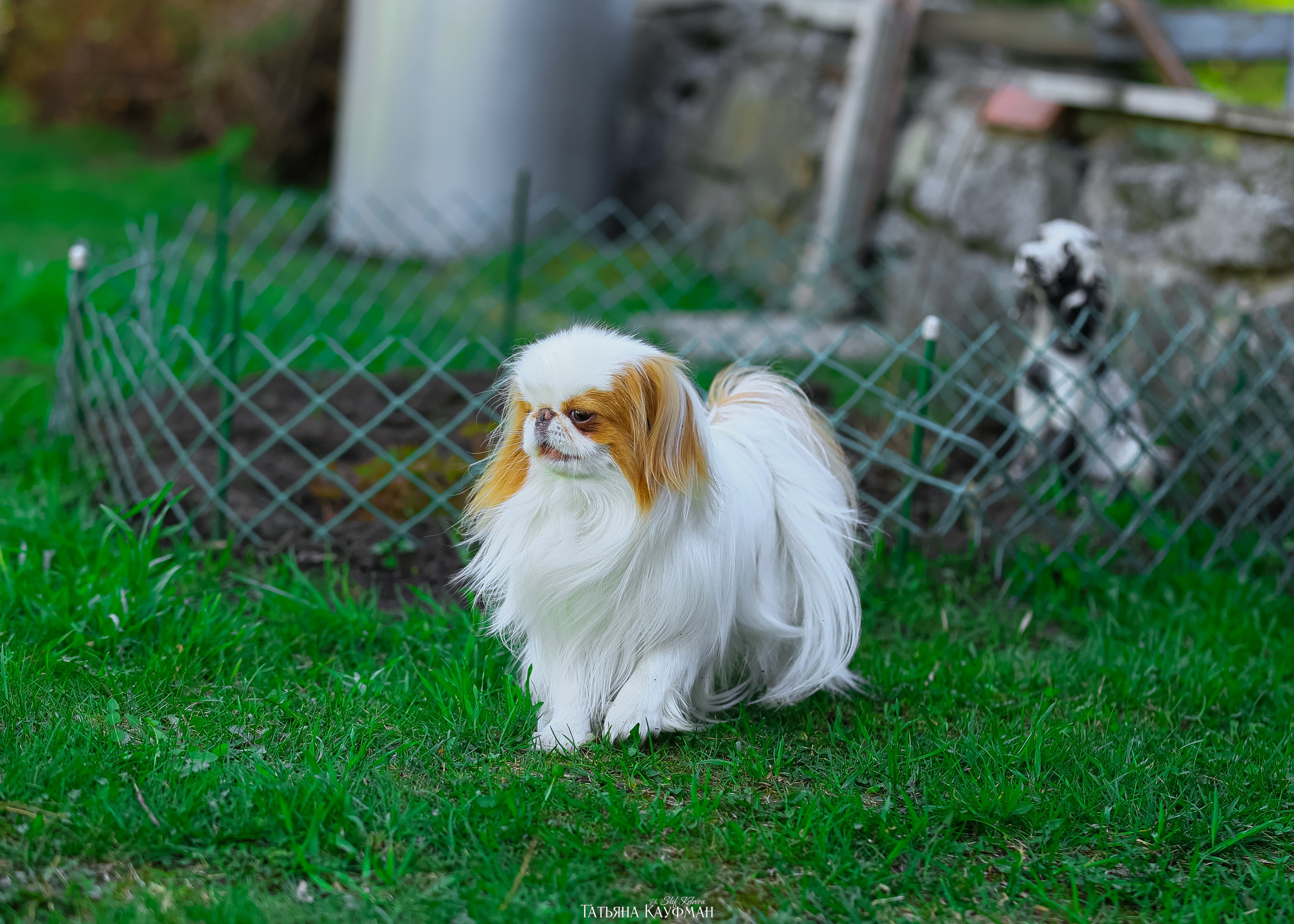 Японский хин, фотография японский хин, собака в цветах, красивая собака, фотограф анималист, фотокурс Анималистика, научиться фотографировать собак, фотограф Новосибирск