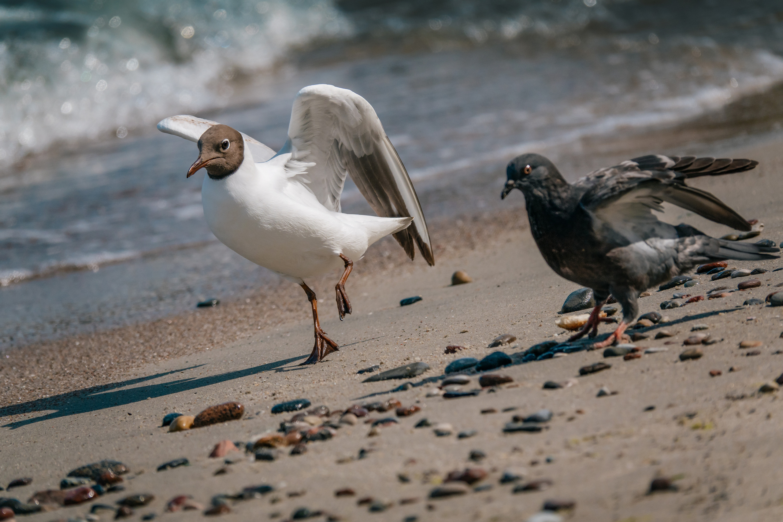 Калининград 2023. Фотограф-анималист в Москве Юлия Лайхо
