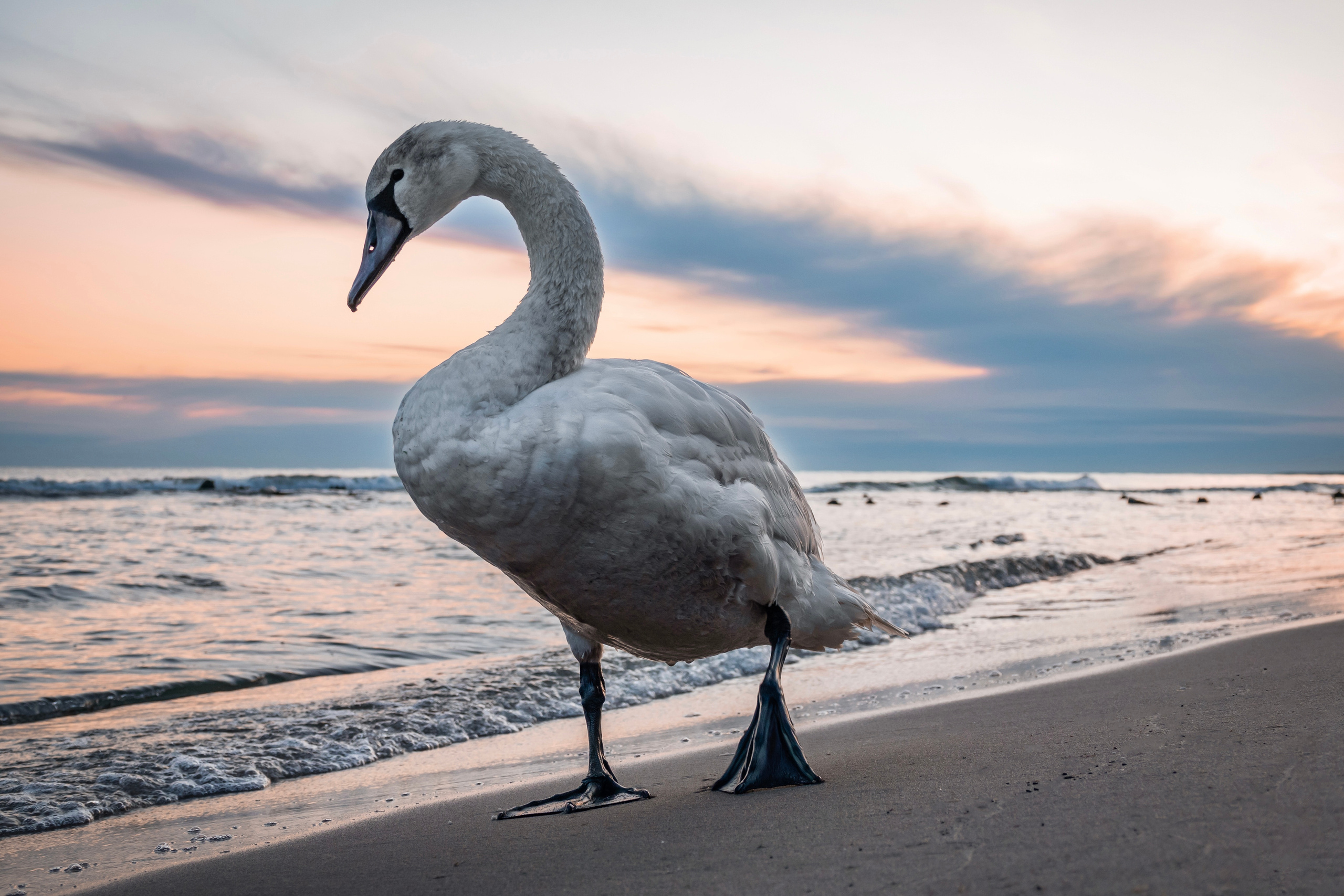 Калининград 2023. Фотограф-анималист в Москве Юлия Лайхо