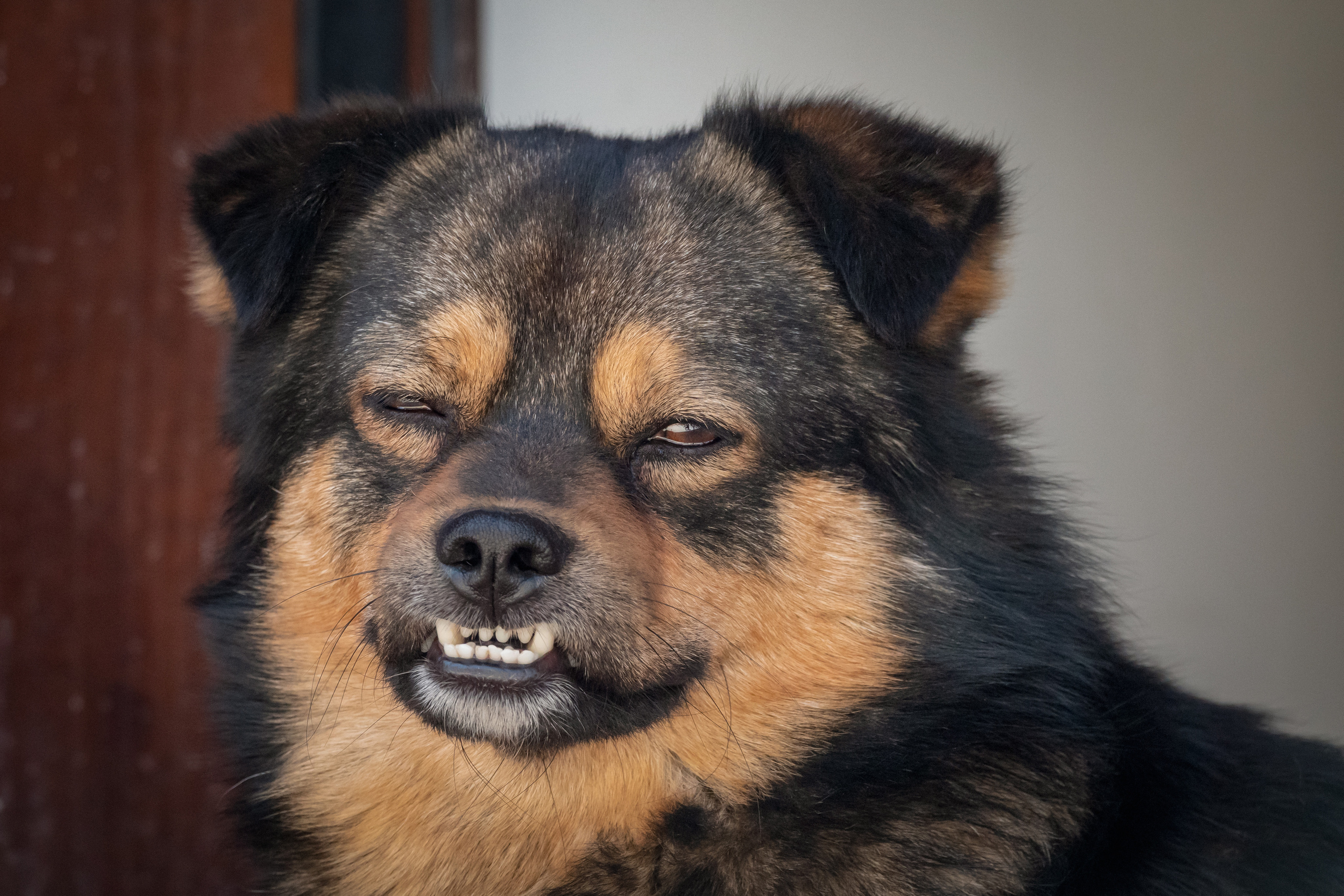 Калининград 2023. Фотограф-анималист в Москве Юлия Лайхо