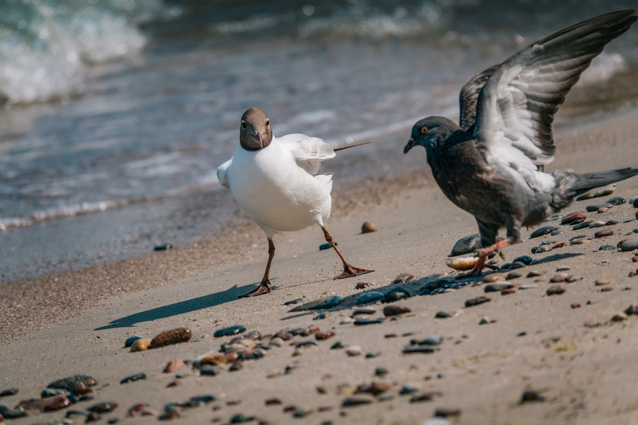 Калининград 2023. Фотограф-анималист в Москве Юлия Лайхо