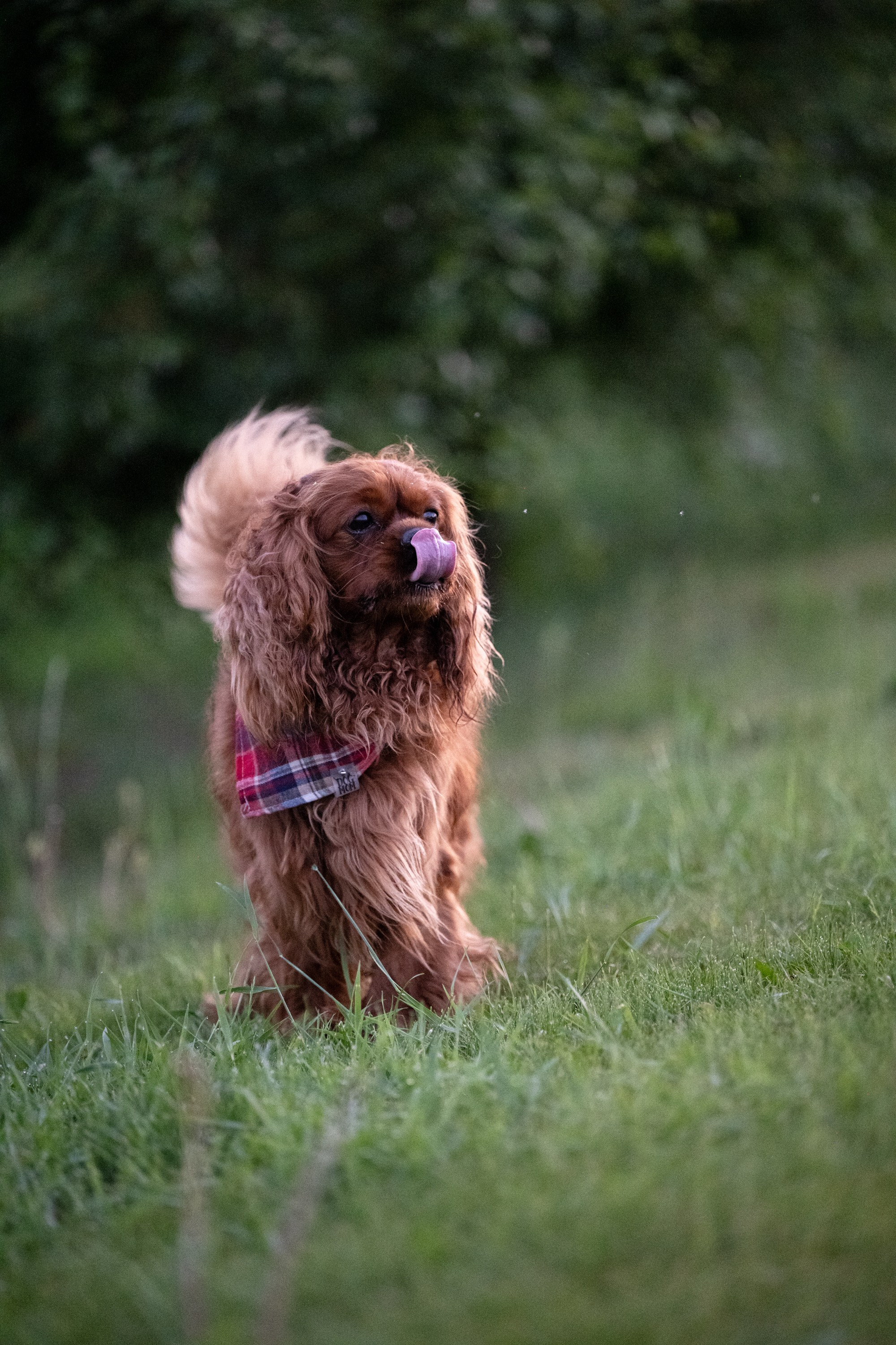 Обо мне. Фотограф анималист в Москве Ольга Агушева