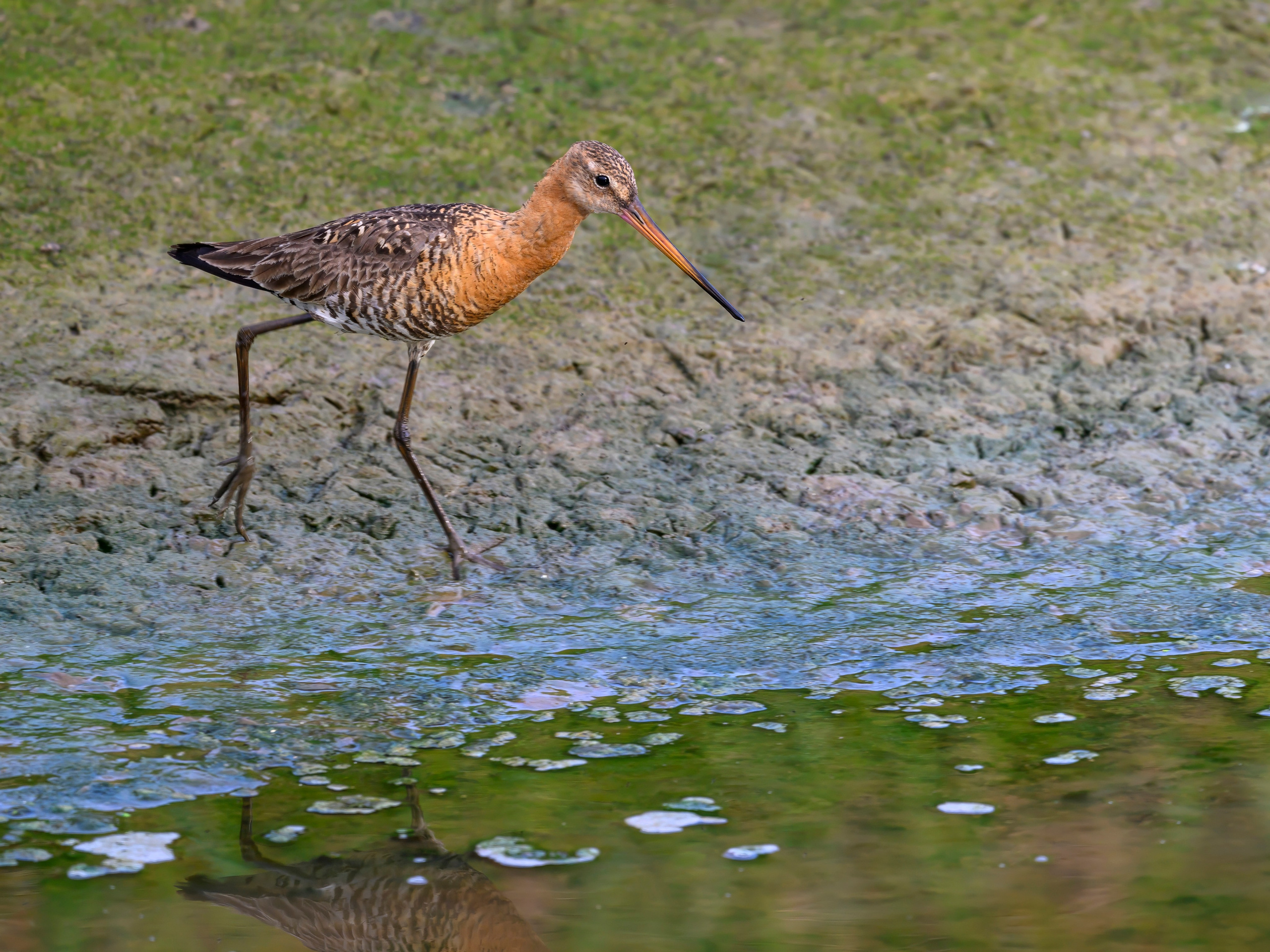 Совы и аисты. Owls and Storks. Wildlife photography by Sergey Puponin
