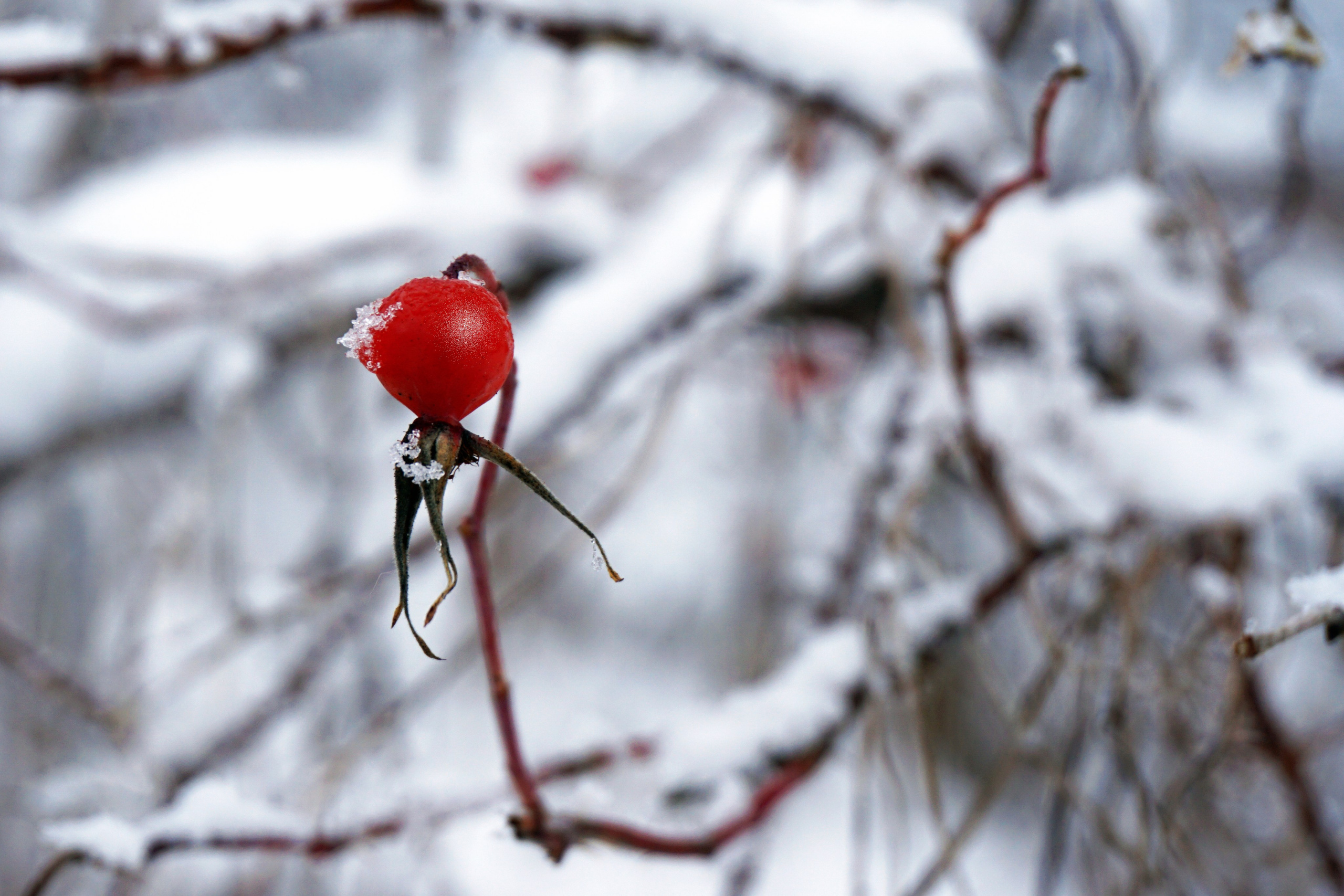 Фотопроект «Зима продолжается». Свадьбы, портретная, предметная съемка. Фотограф Александр К