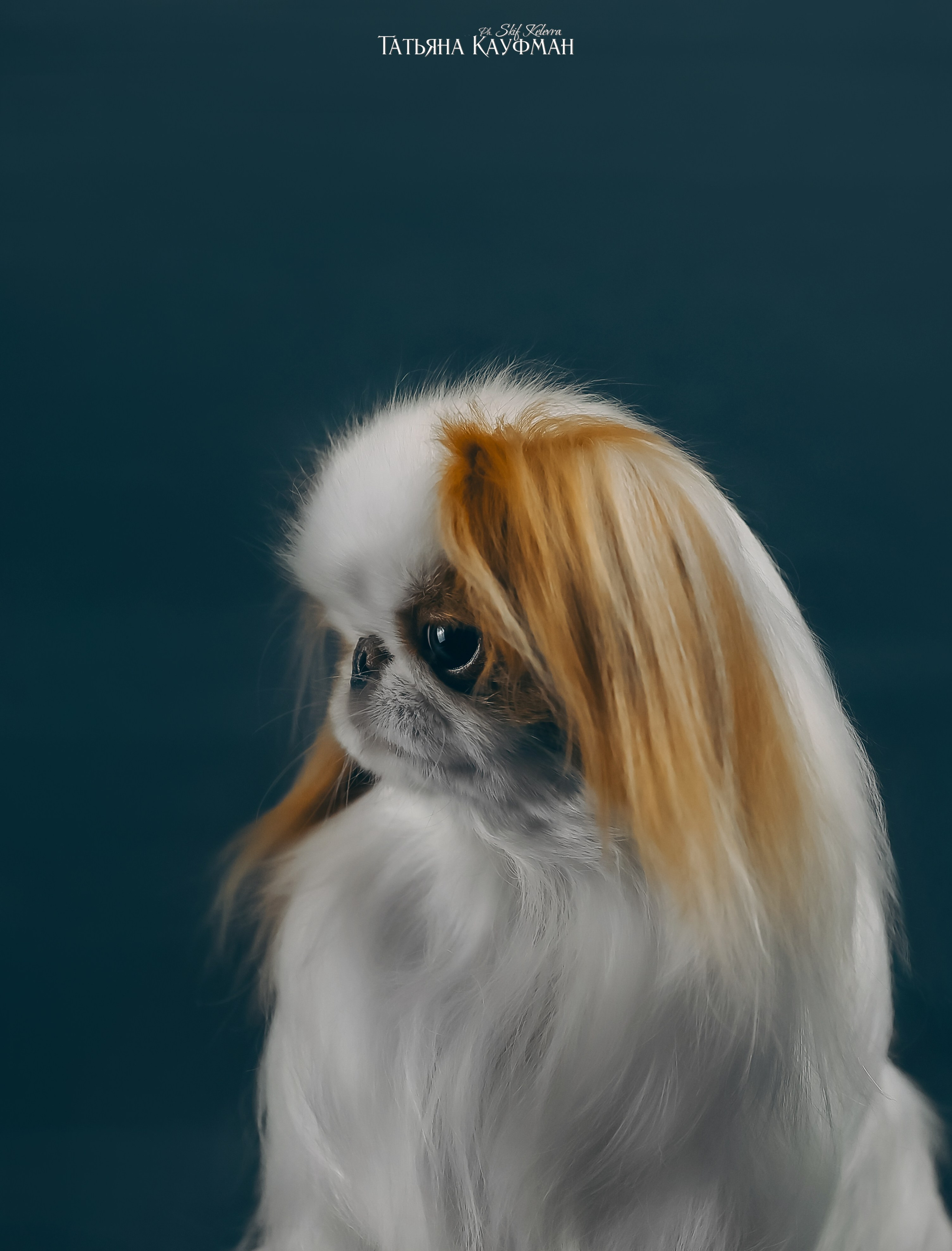 Японский хин, фотография японский хин, красивая собака, фотограф анималист, фотокурс Анималистика, научиться фотографировать собак, фотограф Новосибирск, фотостудия Скифки, студийная фотография