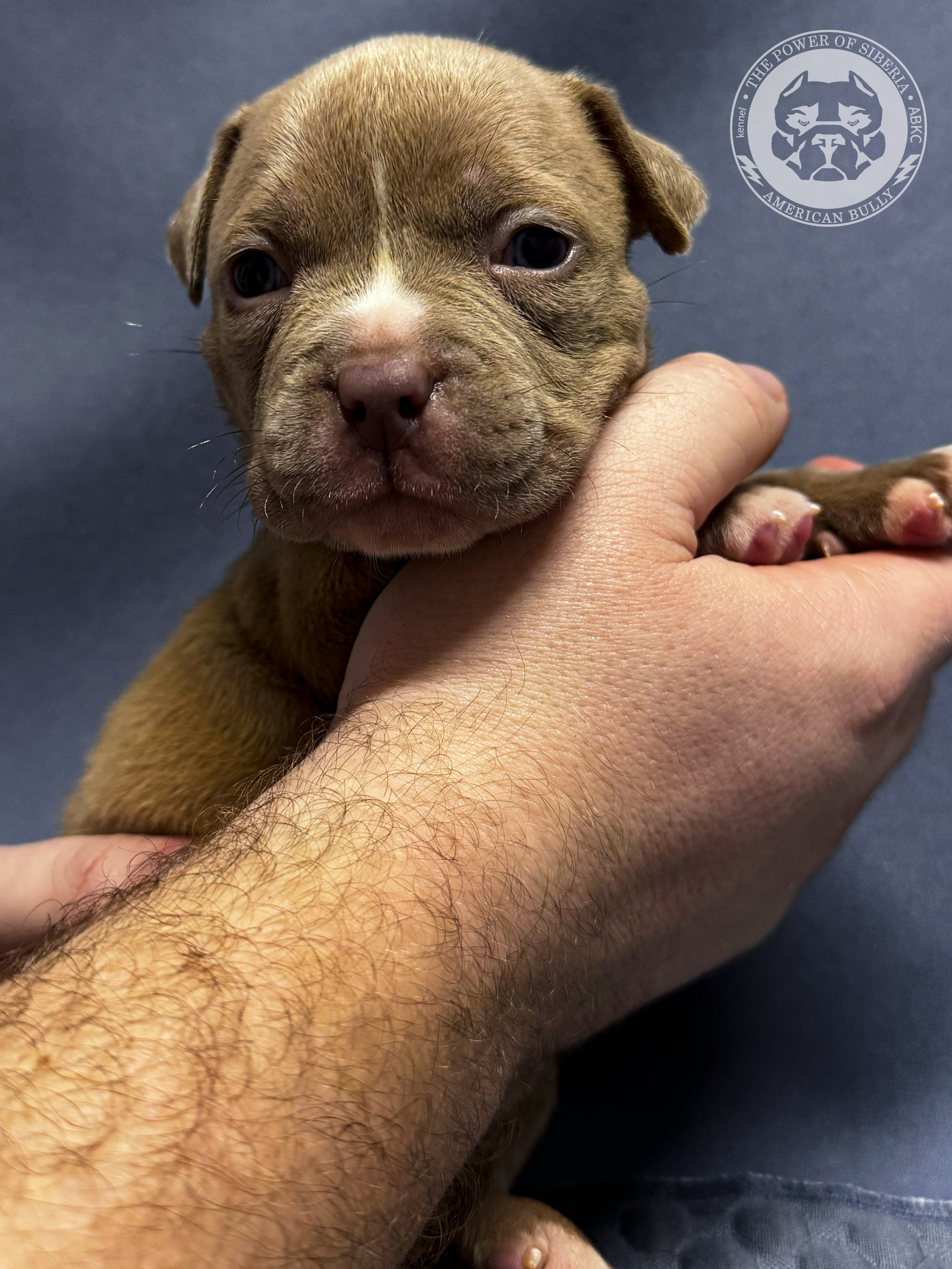 Все свободные щенки. Американский Булли в г. Ростов-на-Дону. Питомник THE POWER OF SIBERIA