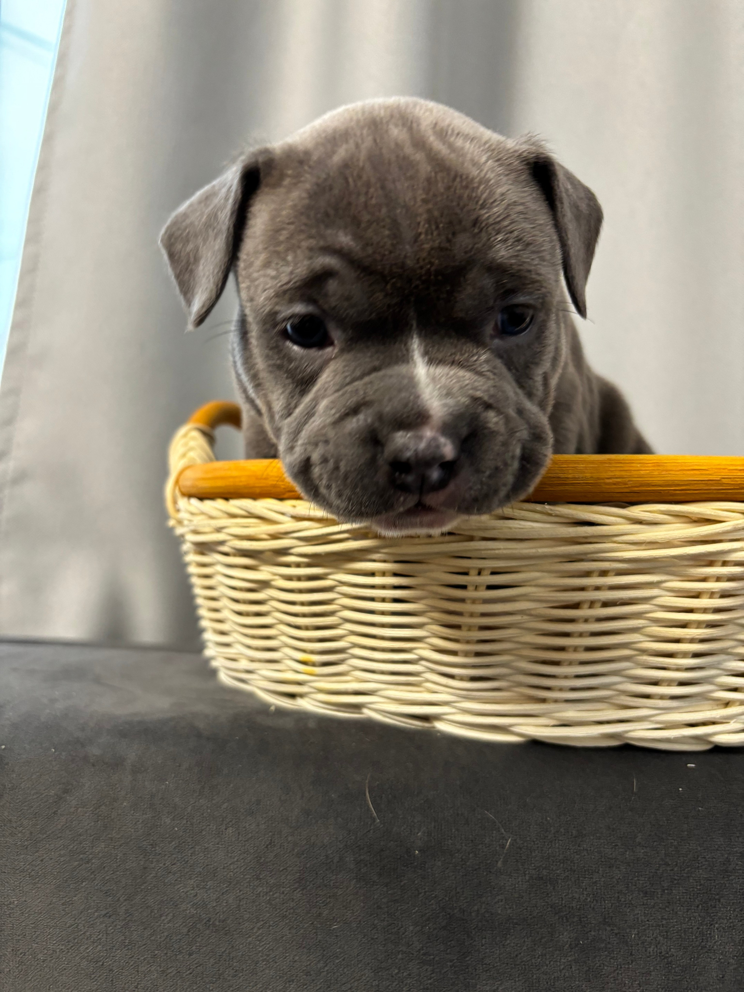 Помет Рич и Дося 04.02.25. Американский Булли в г. Ростов-на-Дону. Питомник THE POWER OF SIBERIA