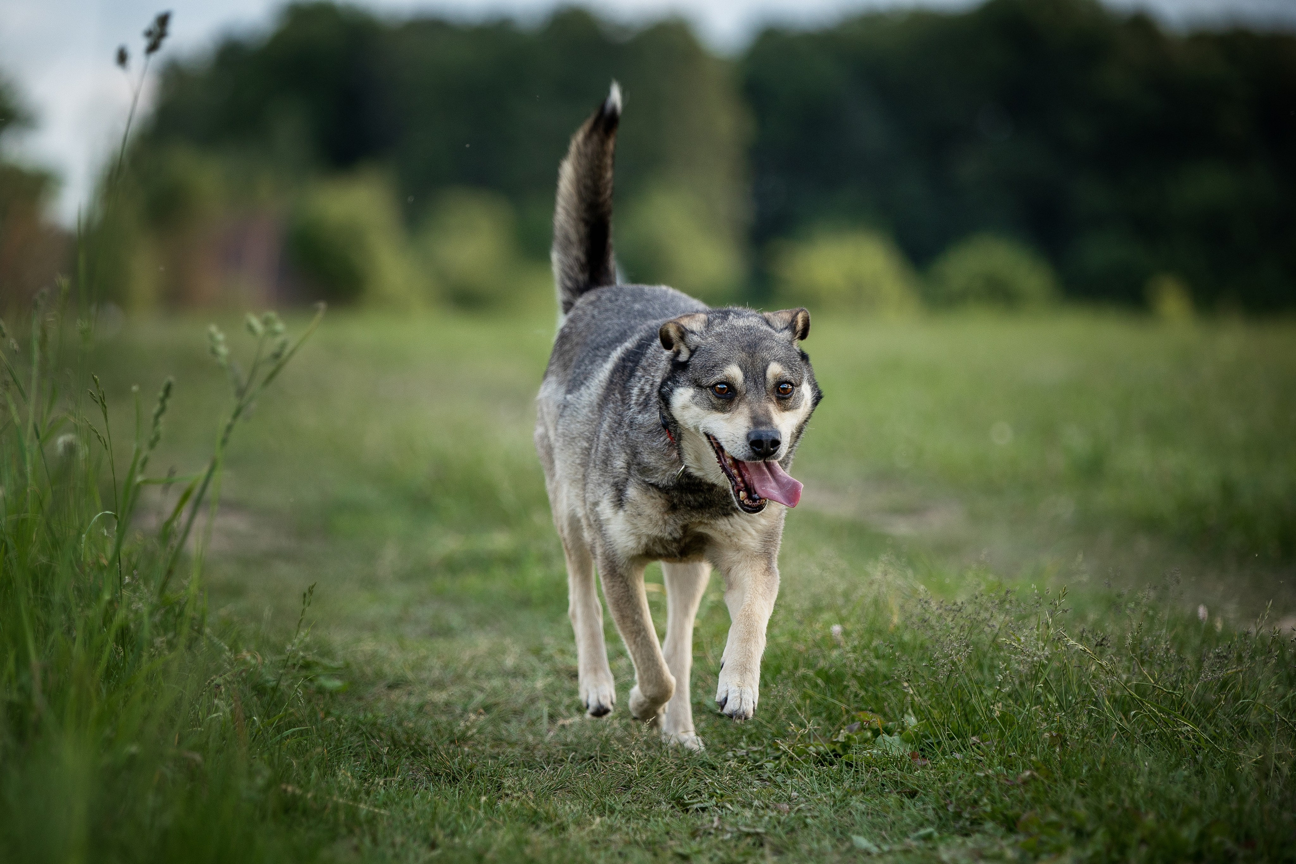 ИЩУТ ДОМ. Фотограф-анималист в Москве и Подмосковье