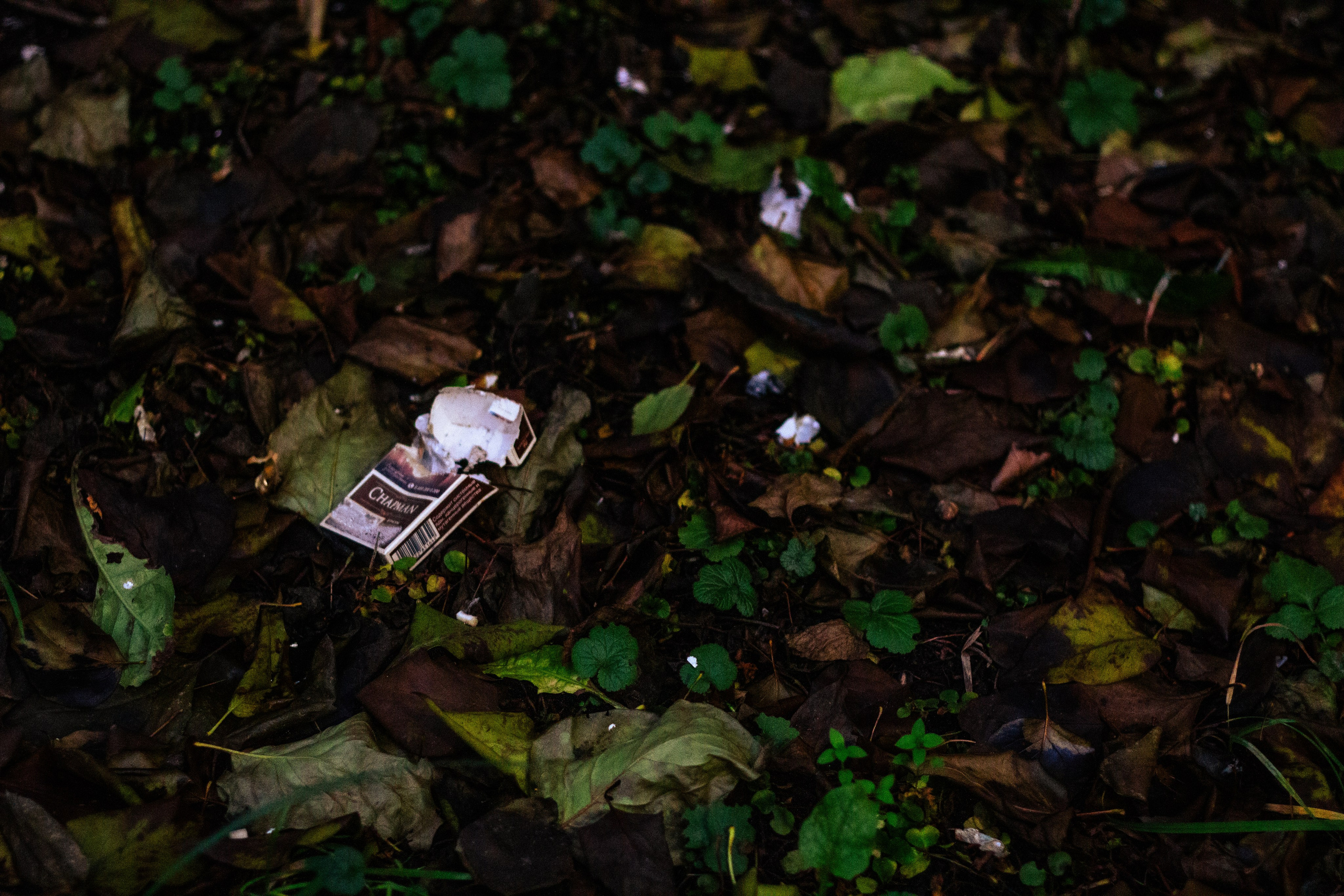 Осень в Москве. Фотограф Москва, портрет, стрит, репортаж. Художественная фотосессия