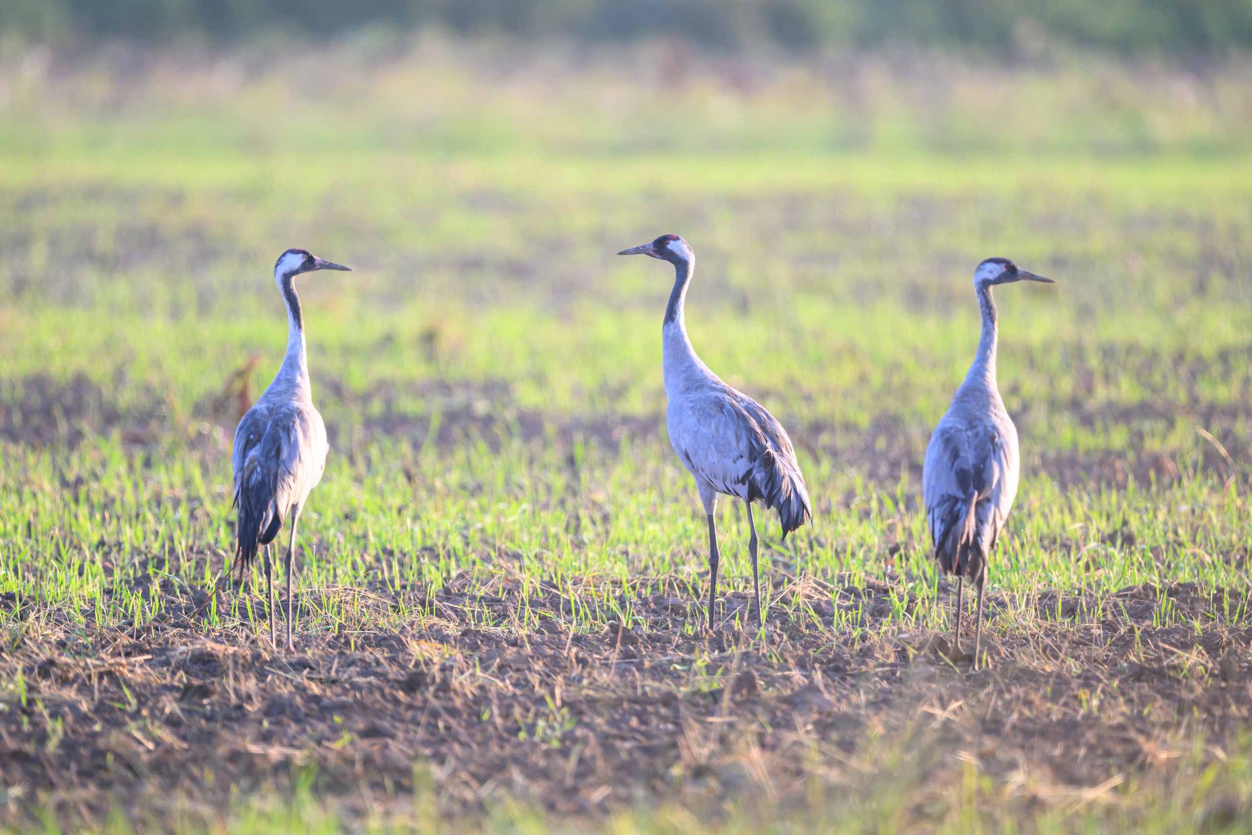 Стычка луня и осоеда, журавли. Wildlife photography by Sergey Puponin