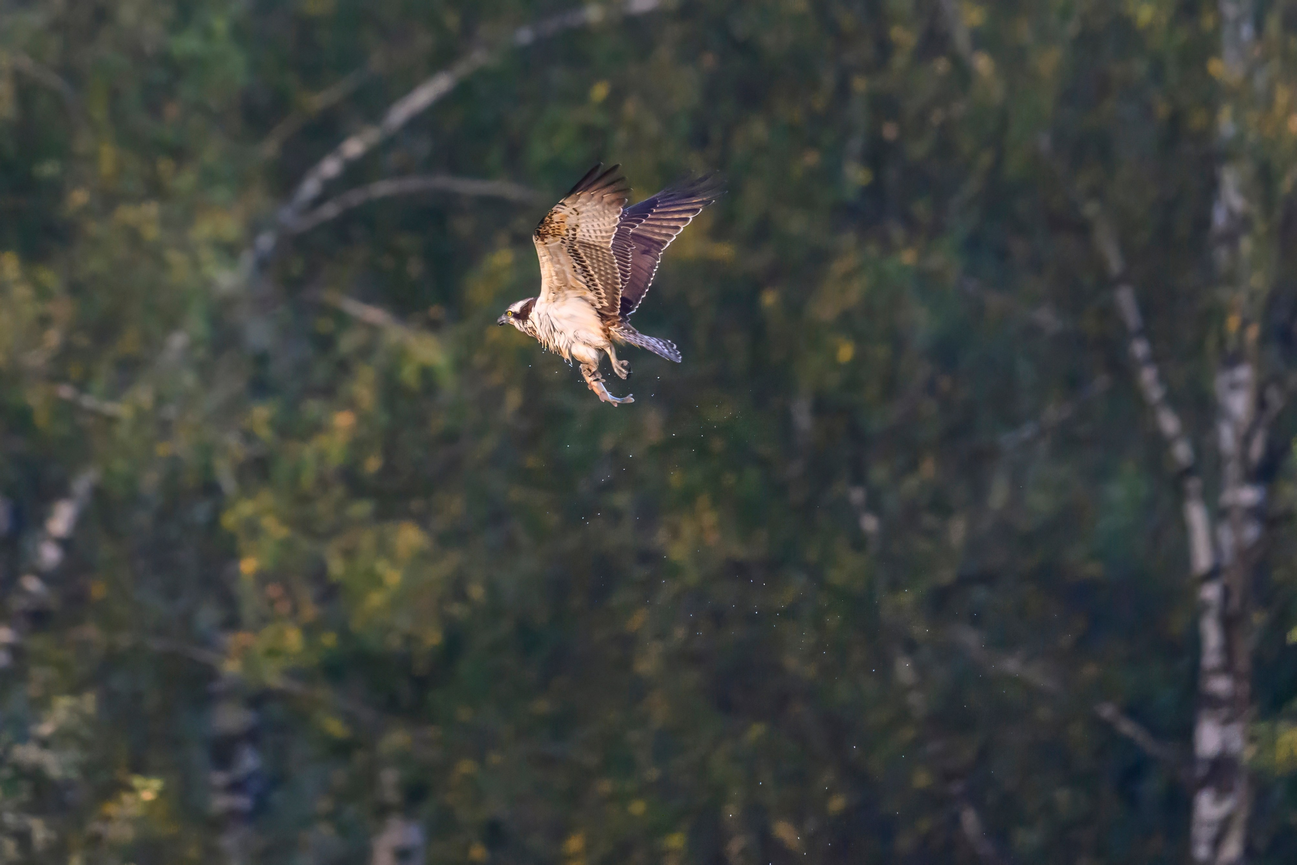 Скопа и канюк. The Osprey and the Buzzard. Фотограф Сергей Пупонин