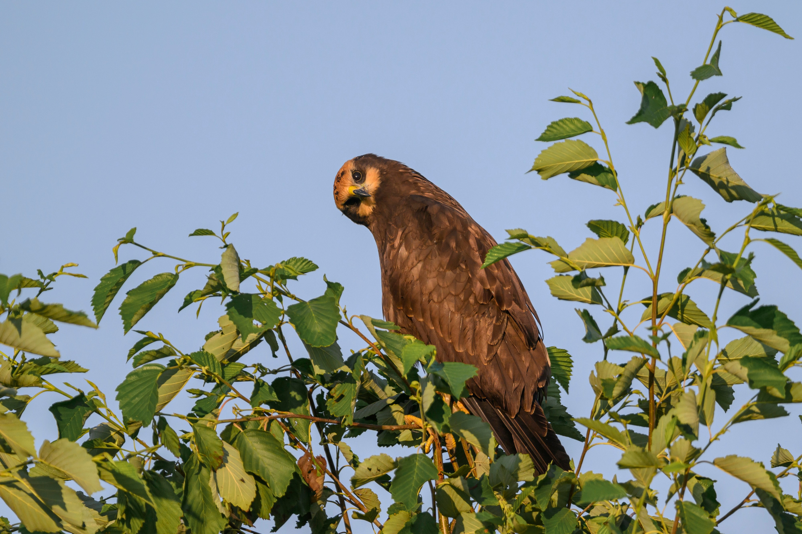 Болотный лунь. Wildlife photography by Sergey Puponin