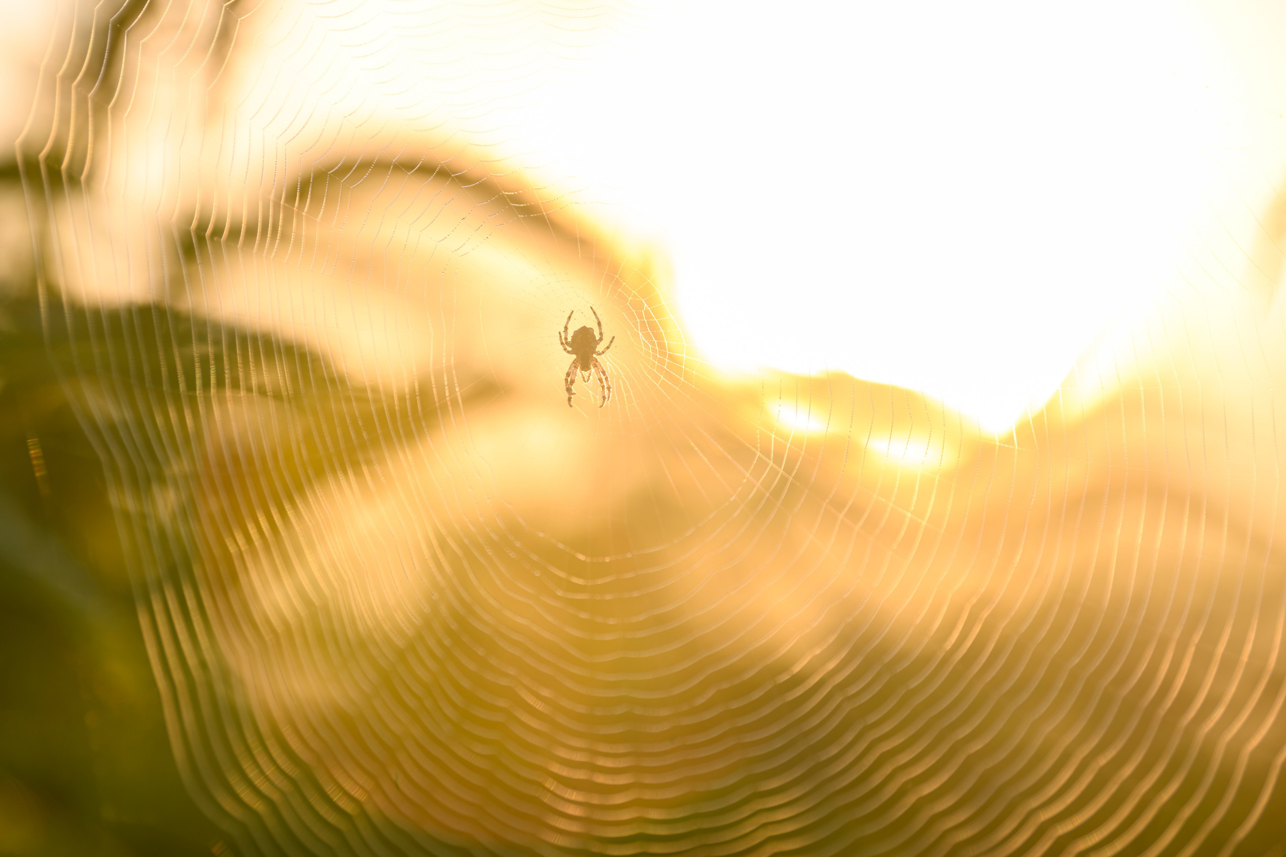 Совята завтракают. The owlets are having breakfast. Wildlife photography by Sergey Puponin