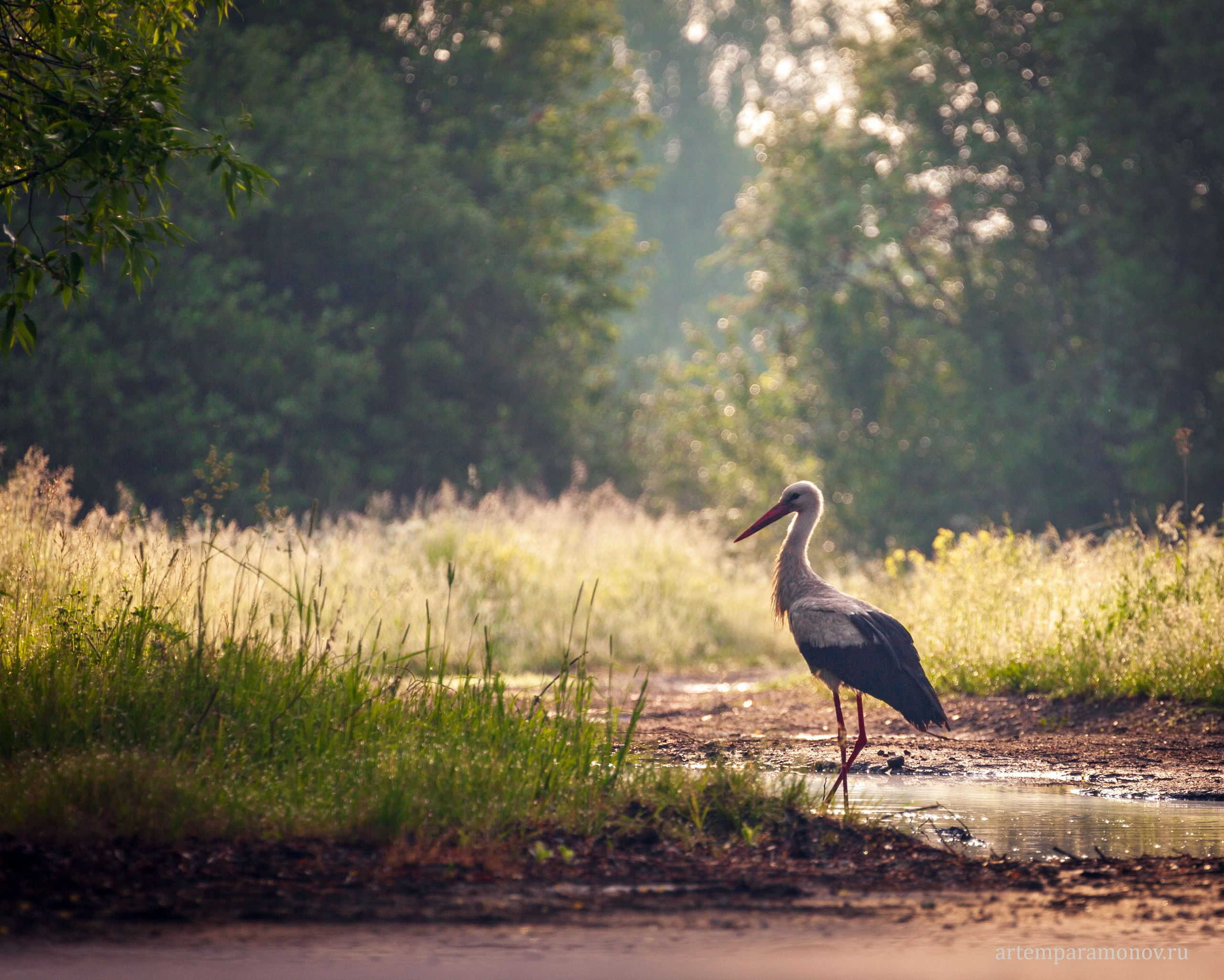Магия утра близ Анастасова монастыря. Фотохудожник Артём Парамонов