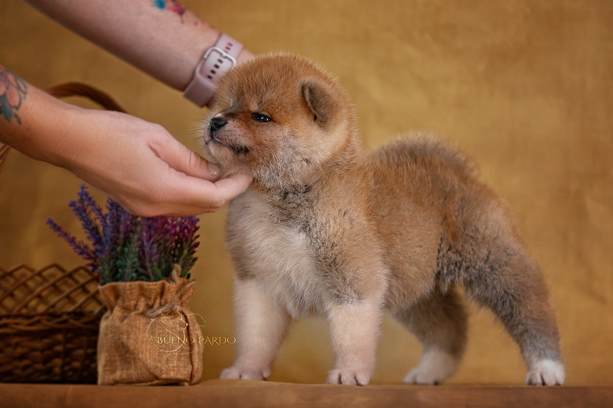 Щенки японской акита ину из питомника. Питомник собак Акита, Хаски, Корги