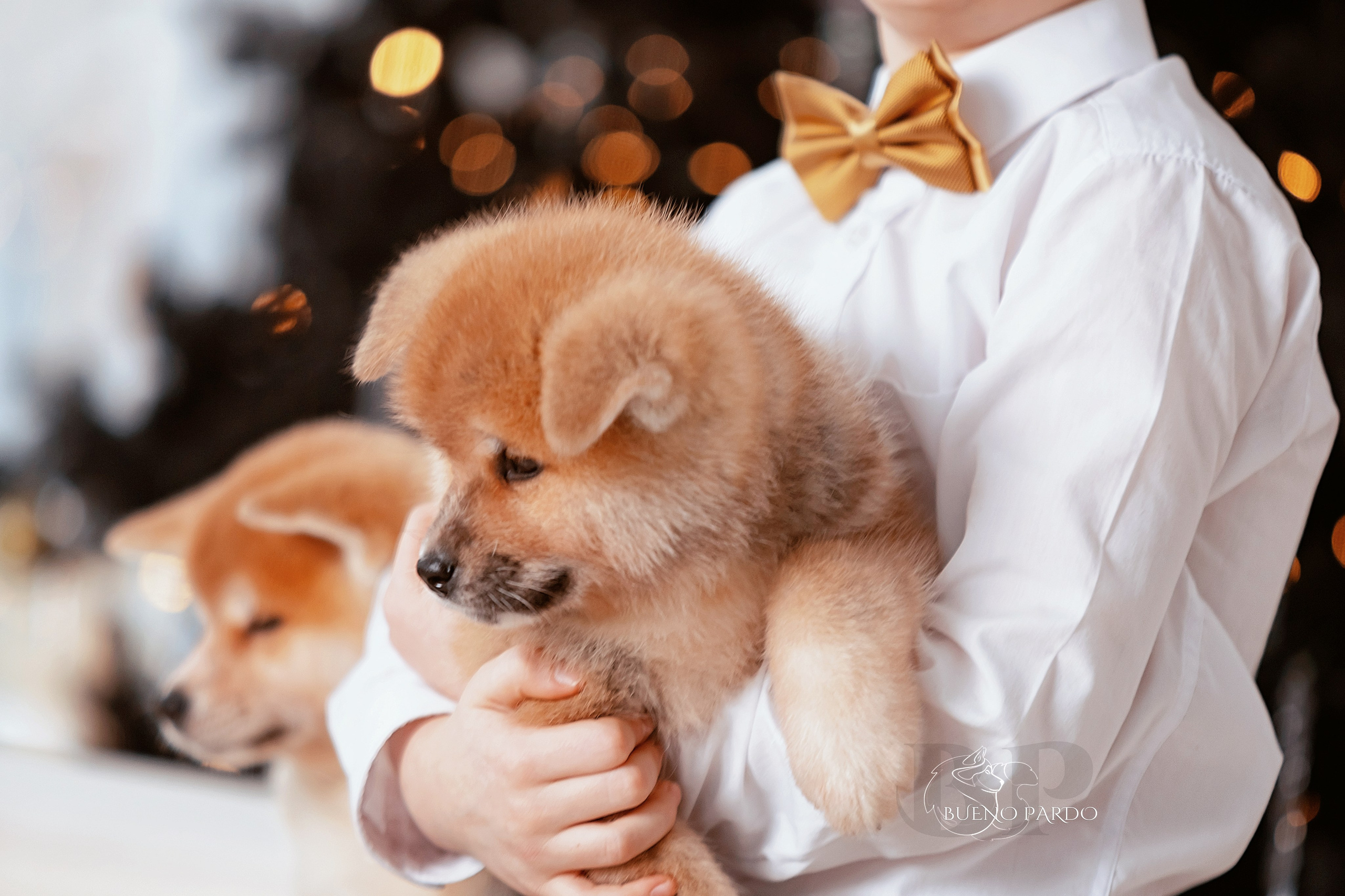 Щенки японской акита ину из питомника. Питомник собак Акита, Хаски, Корги