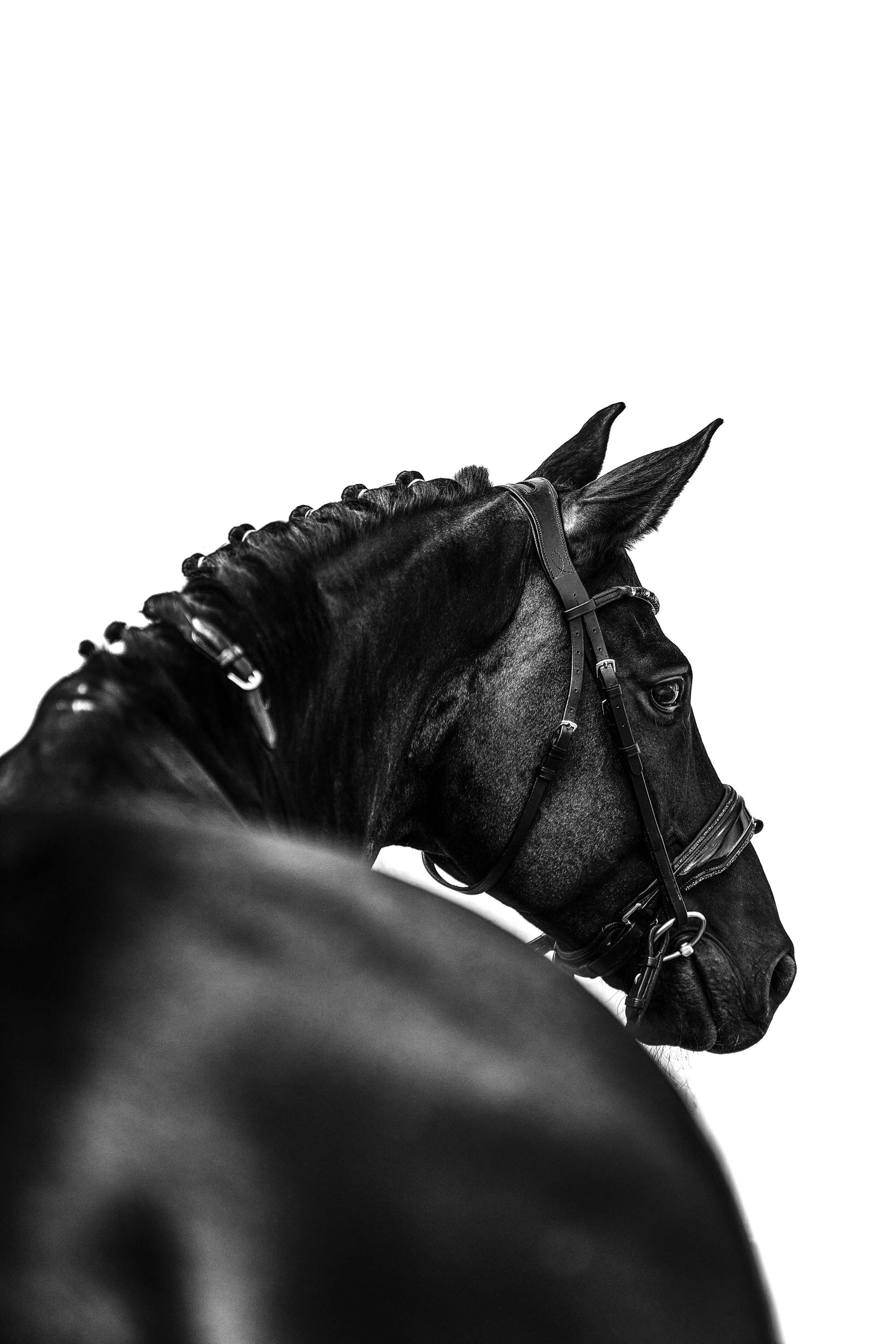 Конные съемки. Фотограф Москва Кристина Джоанна