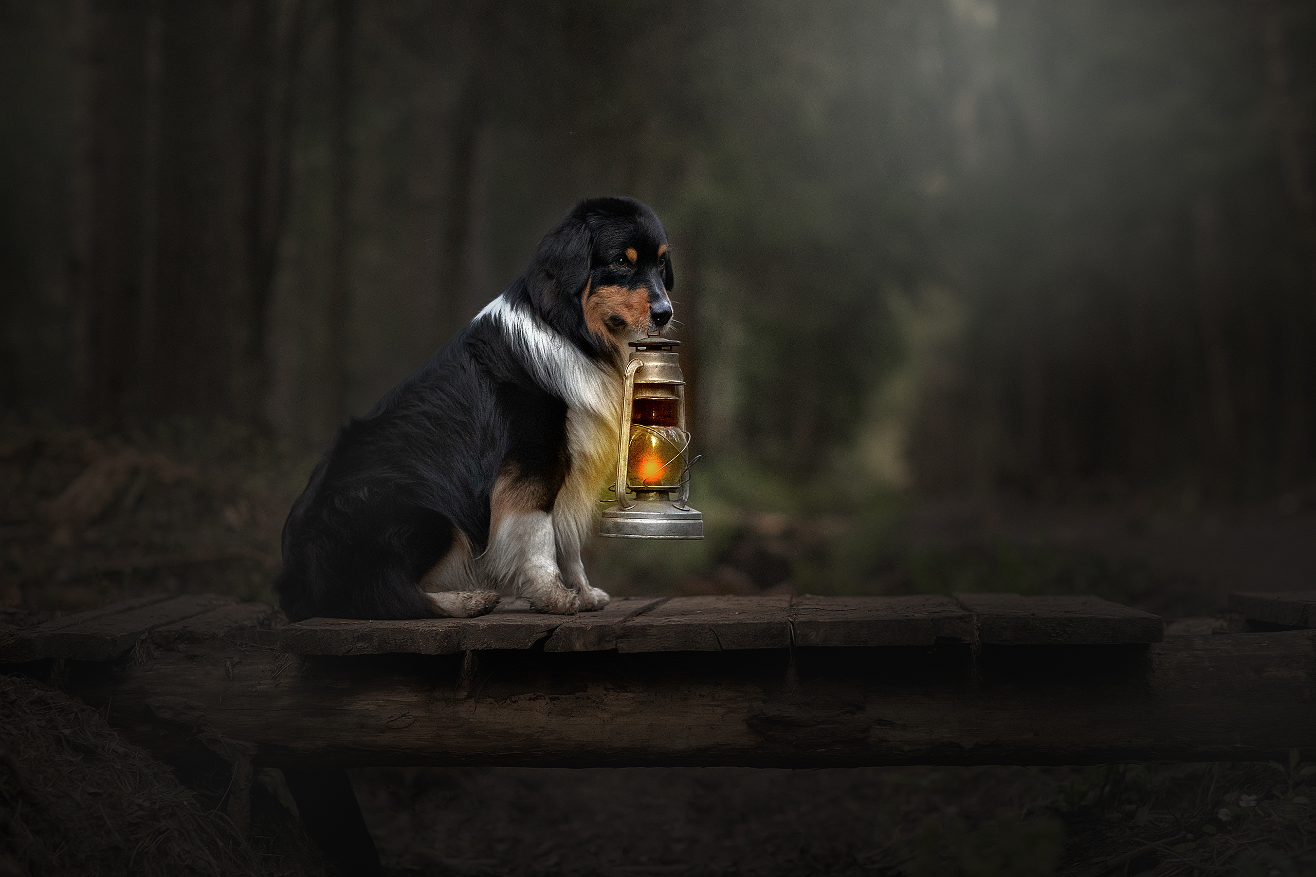 Фотограф анималист в Санкт-Петербурге Светлана Писарева