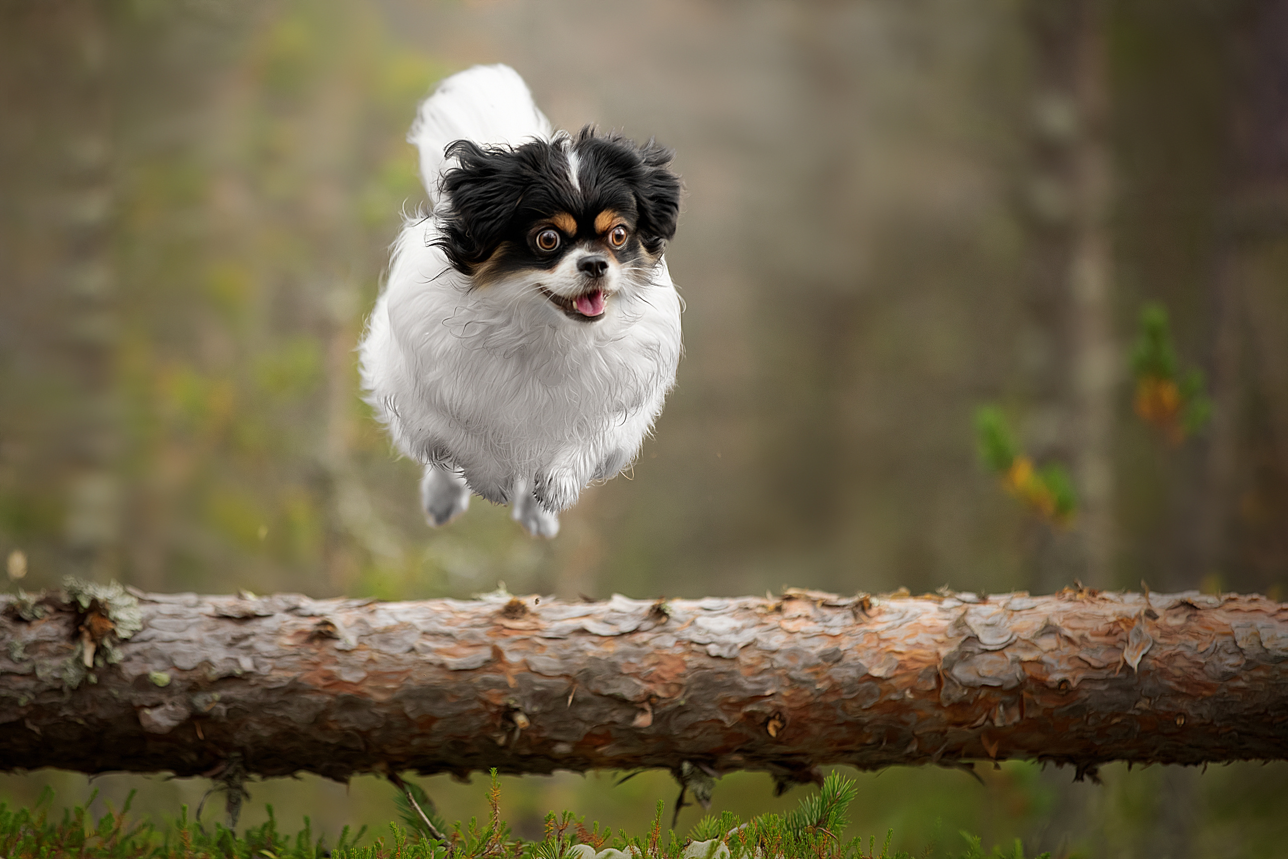 Фотограф анималист в Санкт-Петербурге Светлана Писарева
