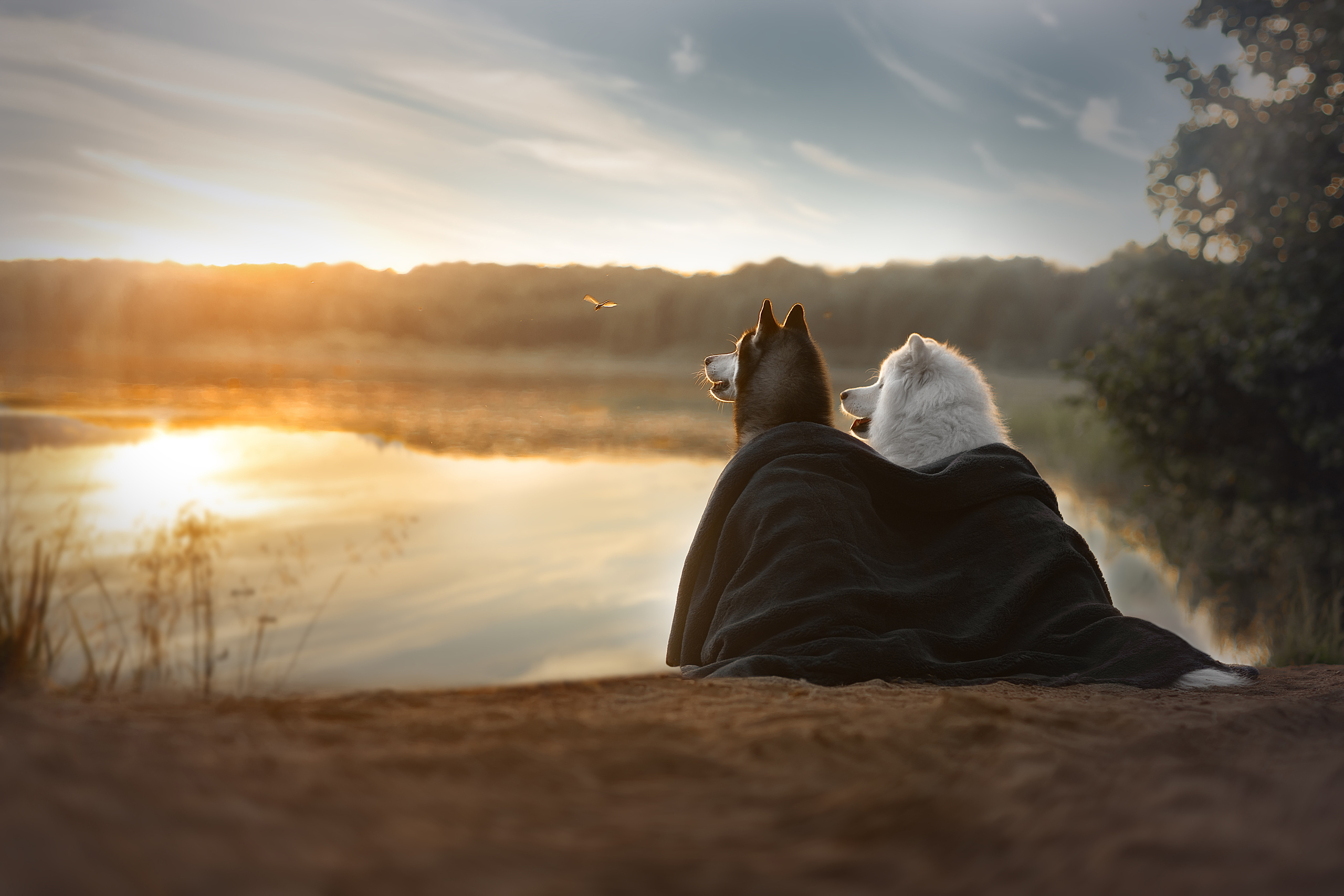 Лауреат тематического конкурса 35 AWARDS «Домашние животные». Фотограф анималист в Санкт-Петербурге Светлана Писарева