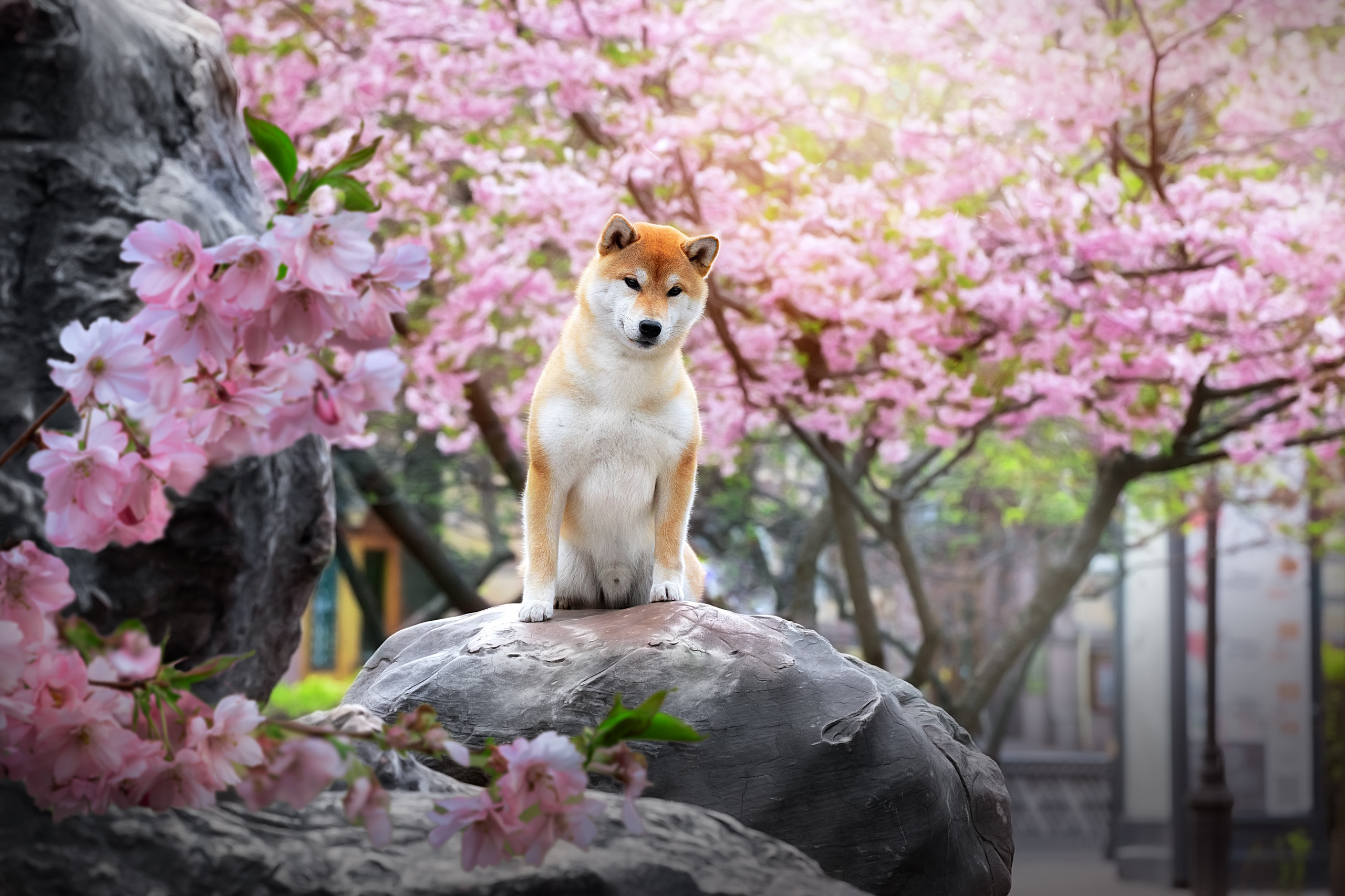 Фотограф анималист в Санкт-Петербурге Светлана Писарева