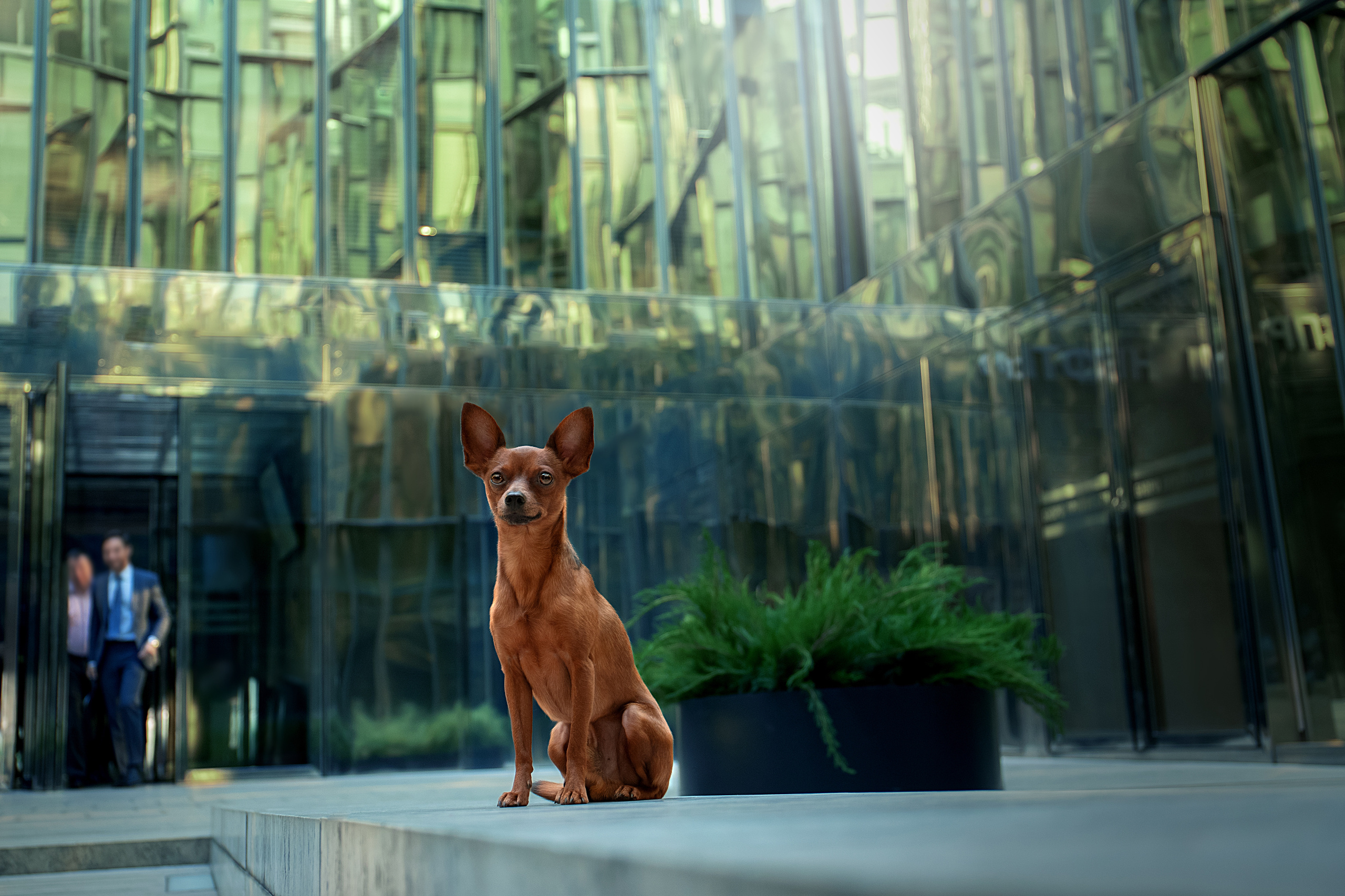 Фотограф анималист в Санкт-Петербурге Светлана Писарева