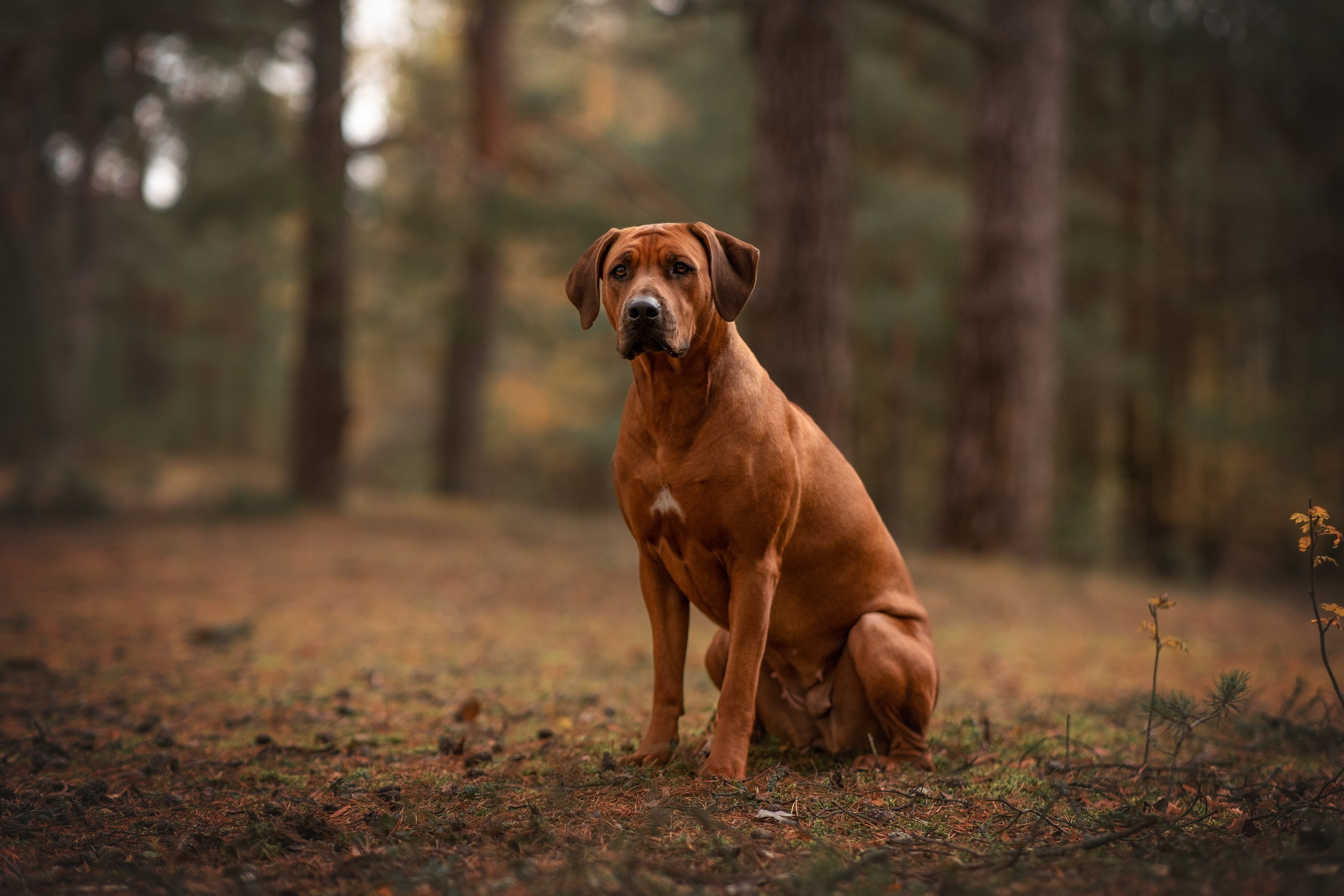 Нала. Родезийские Риджбеки в Санкт-Петербурге