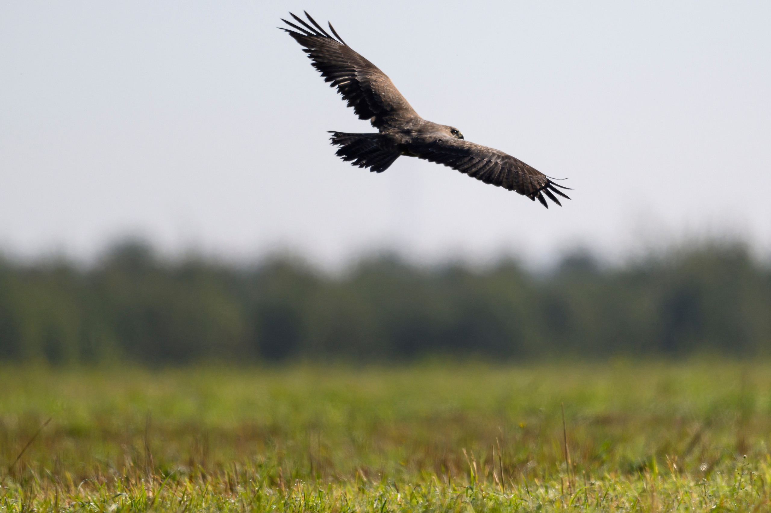 Канюк. Common Buzzard. Wildlife photography by Sergey Puponin
