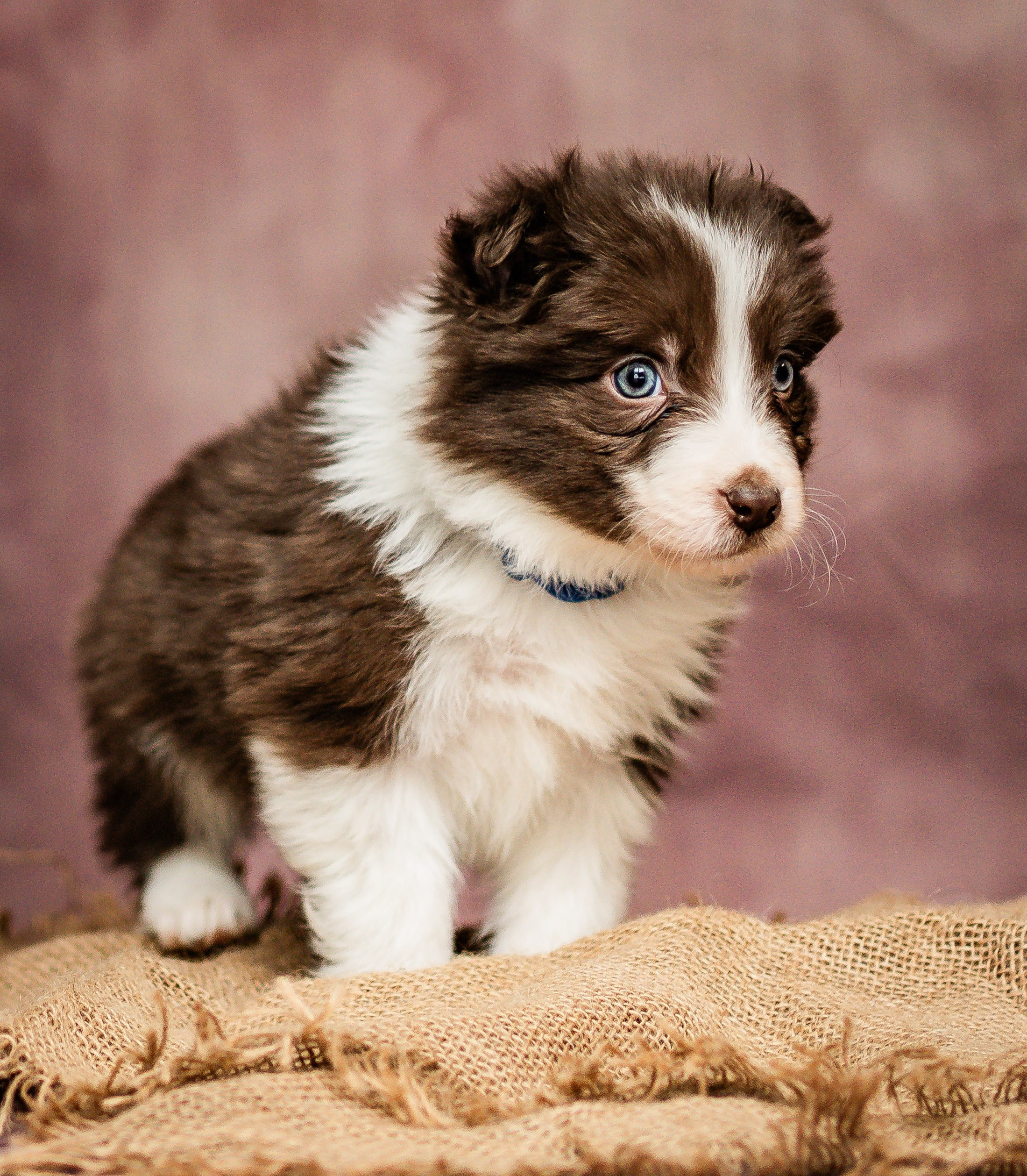 Фритсвит. Семейный фотограф Ефремова Виктория