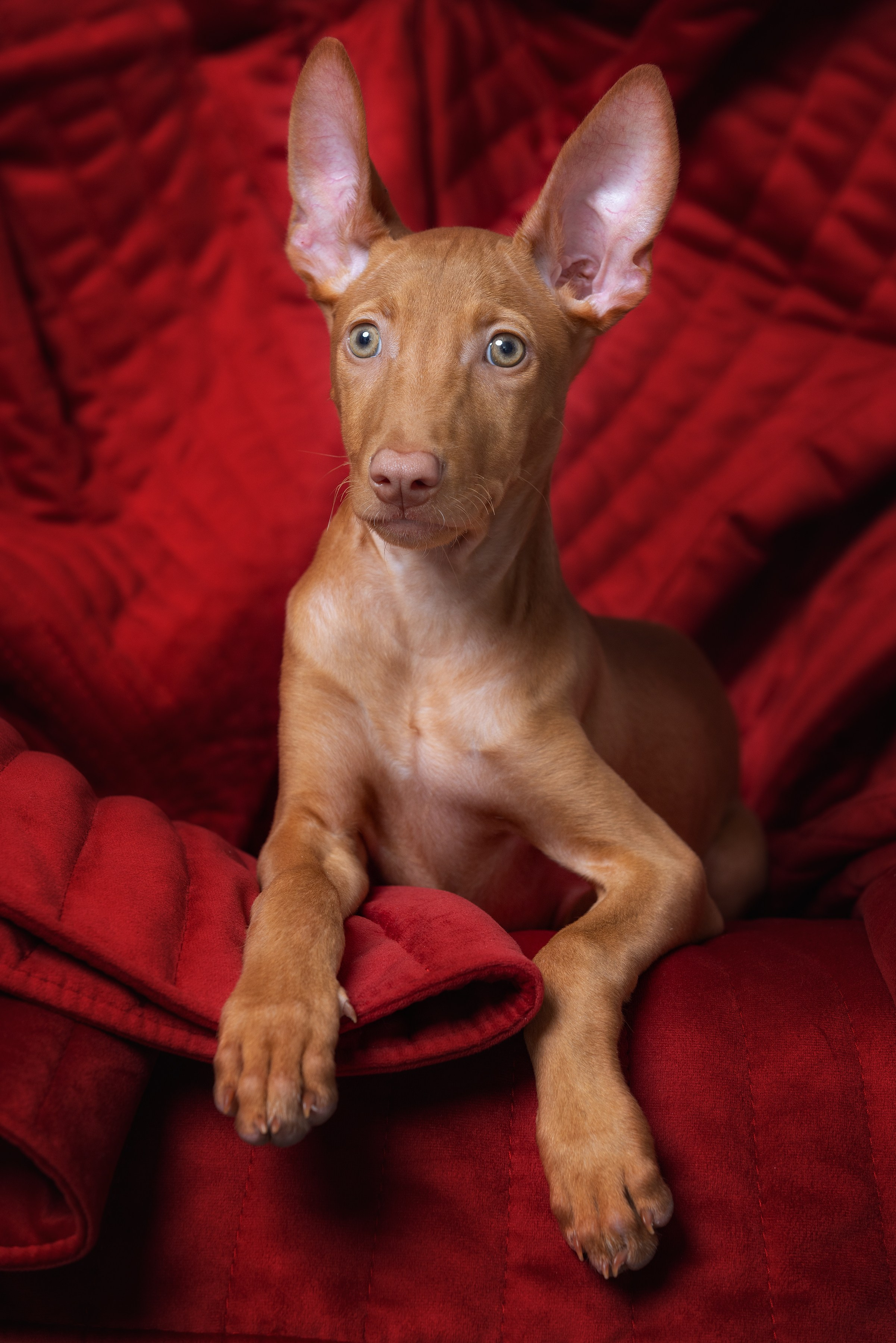 Фотограф Алена Звездина