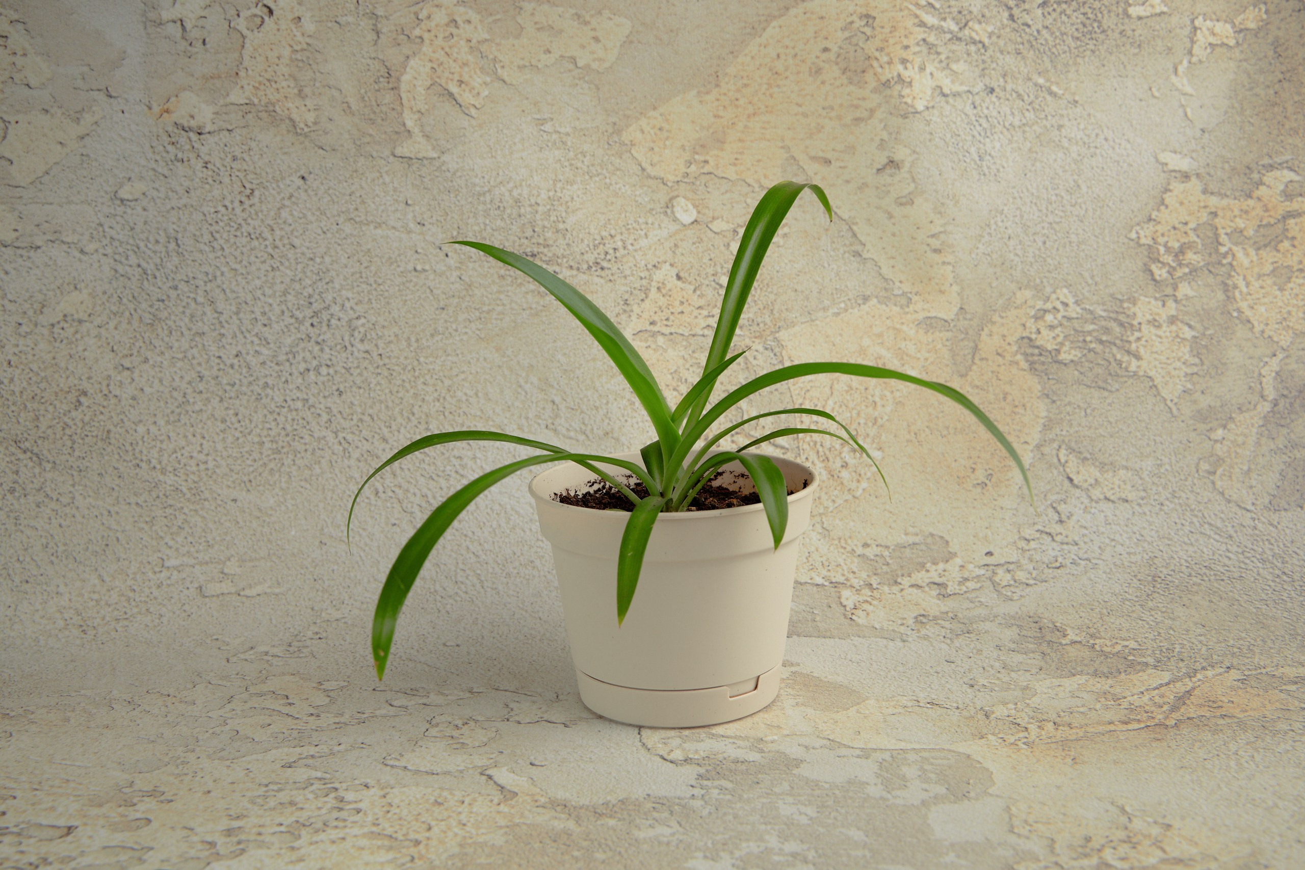 О фонах. Предметный и контентный фотограф в Москве Курочкина Оксана