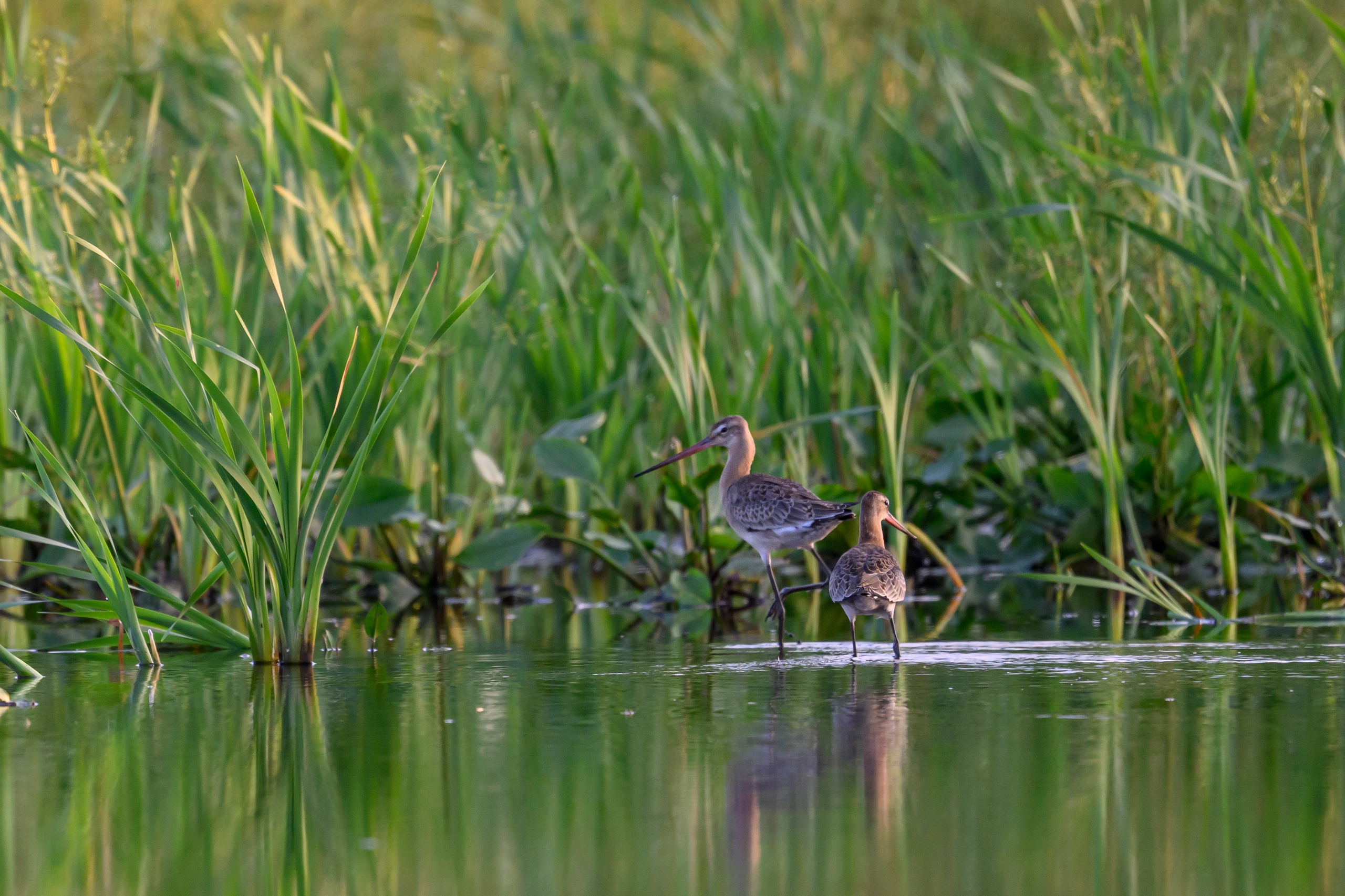 Веретенники, фифи и турухтаны. Godwits, Wood sandpipers and Ruffs. Фотограф Сергей Пупонин
