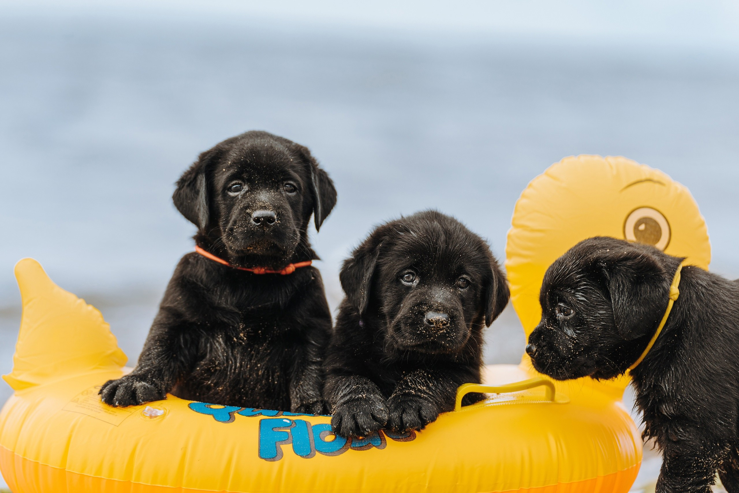 Цены за фотосессию с собакой. Фотограф анималист в Спб недорого Олеся Майорова