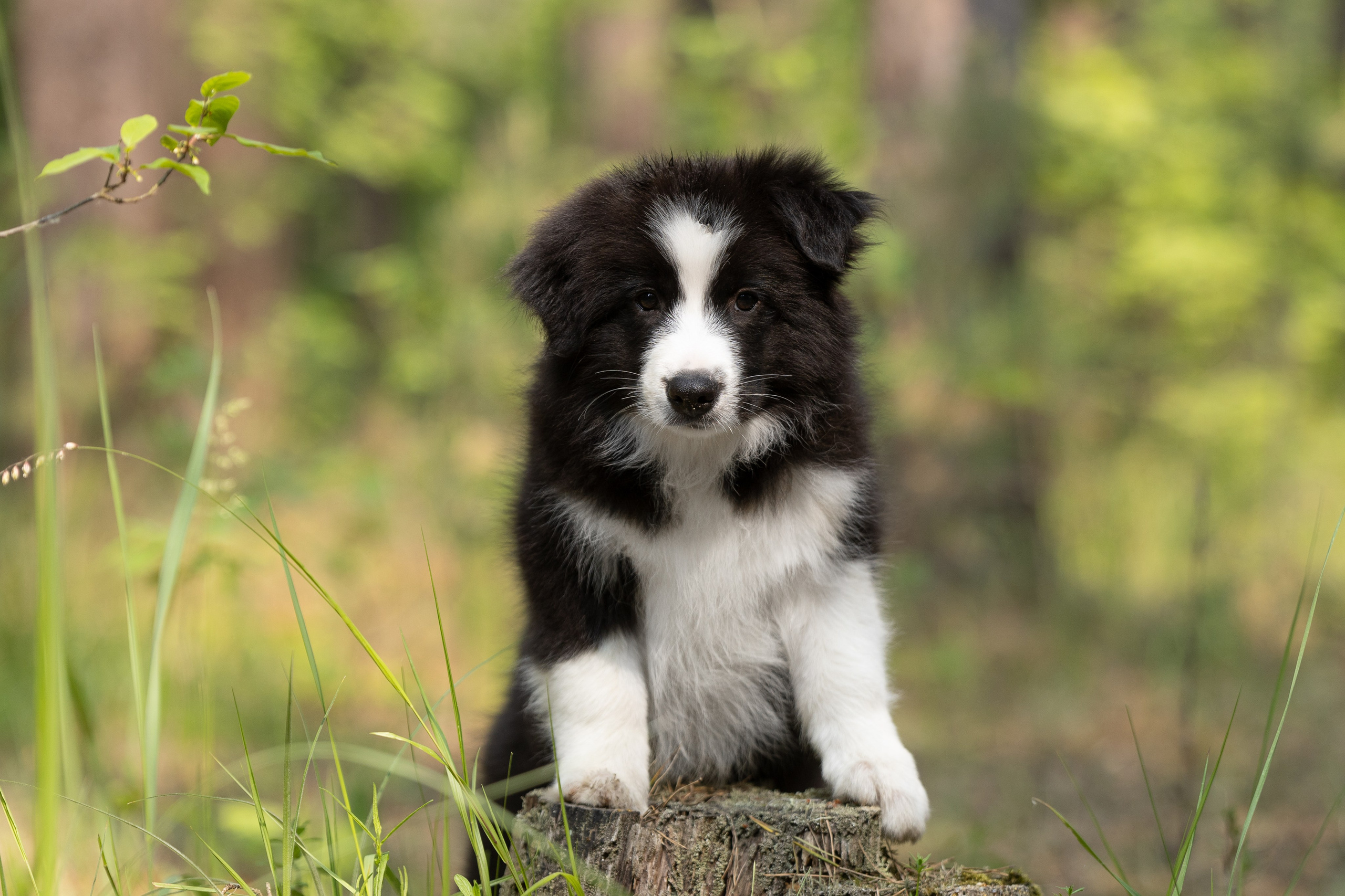 Бордеры. Купить щенка Вельш-корги-кардиган в семейном питомнике — Ice Fantasy