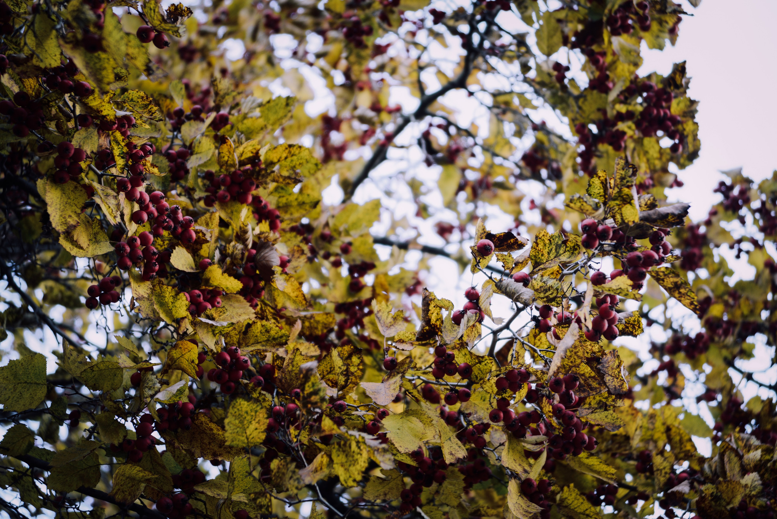 Yellow autumn leaves and red berries