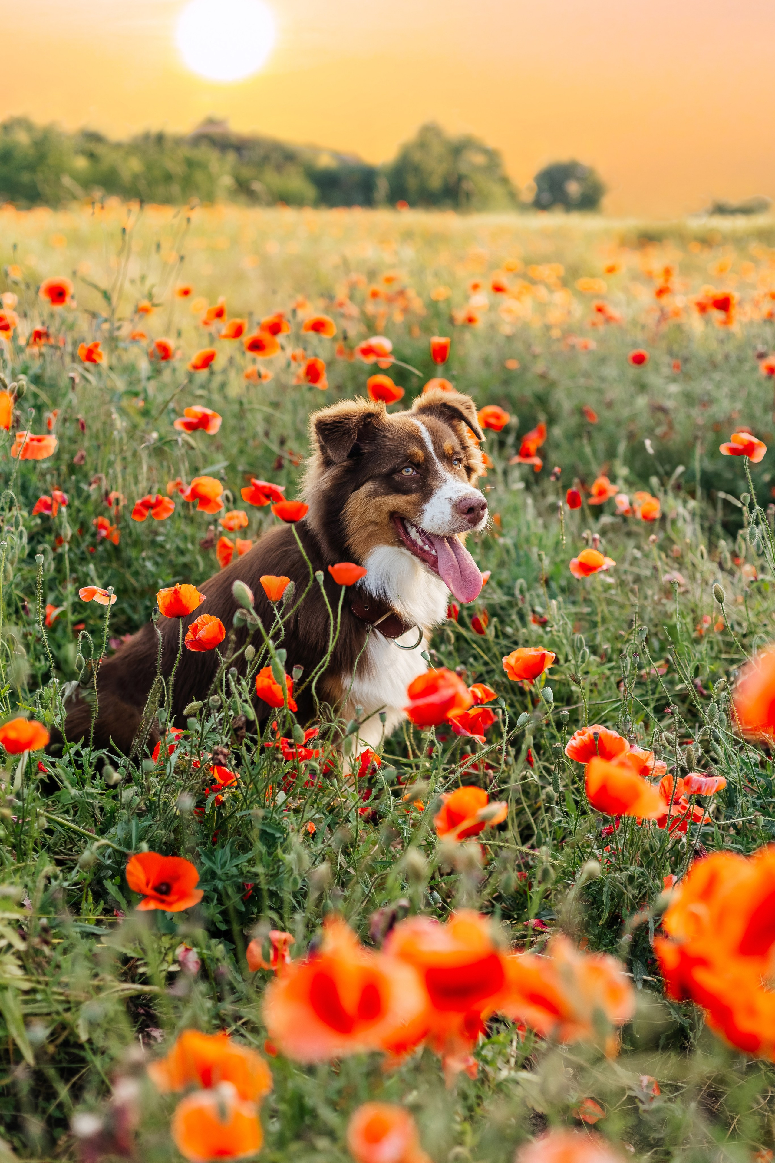 Портфолио animal. Фотограф — анималист Маргарита Хелбен Краснодар