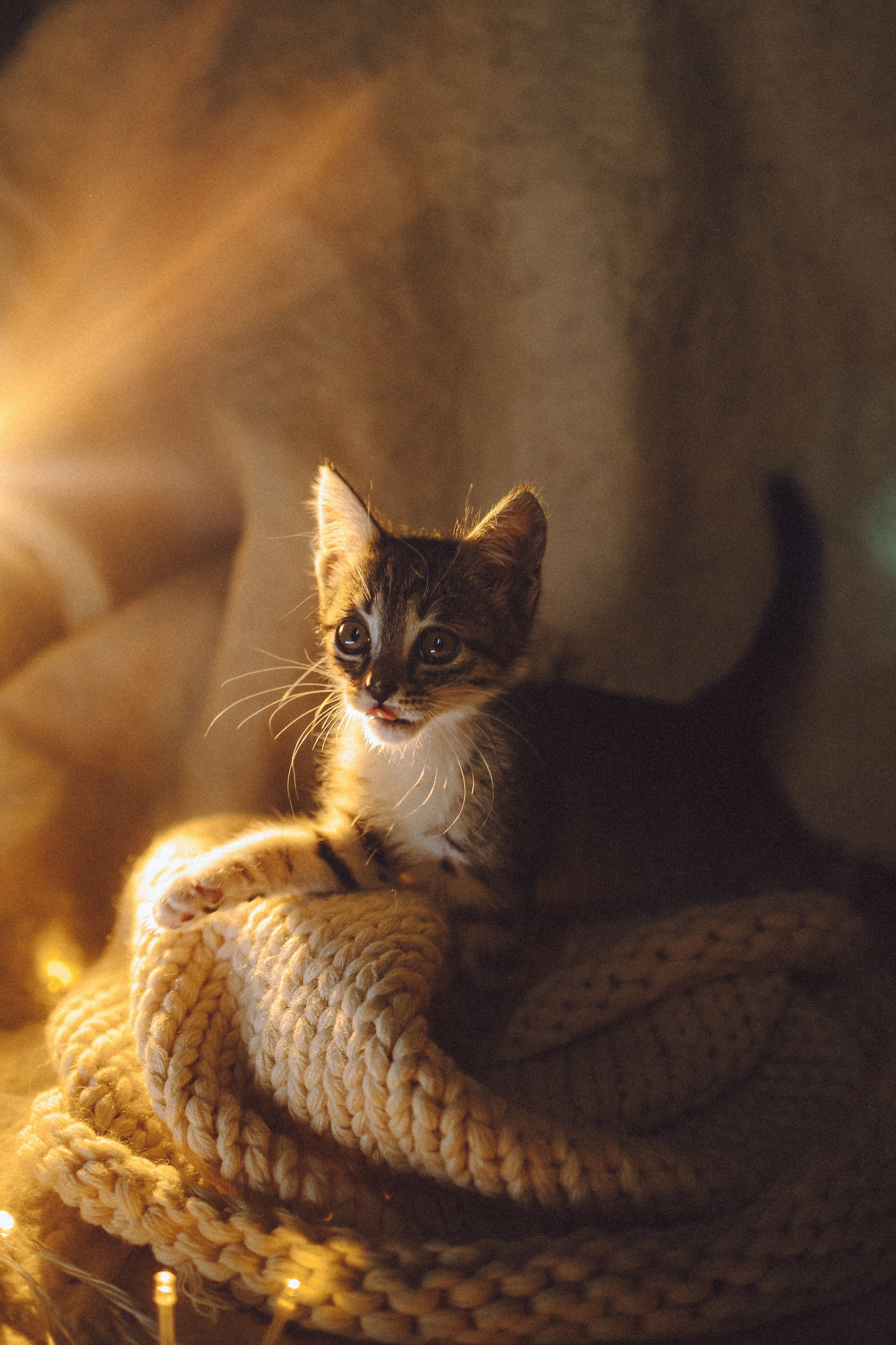 Более 30 идей для фотосессии с котенком