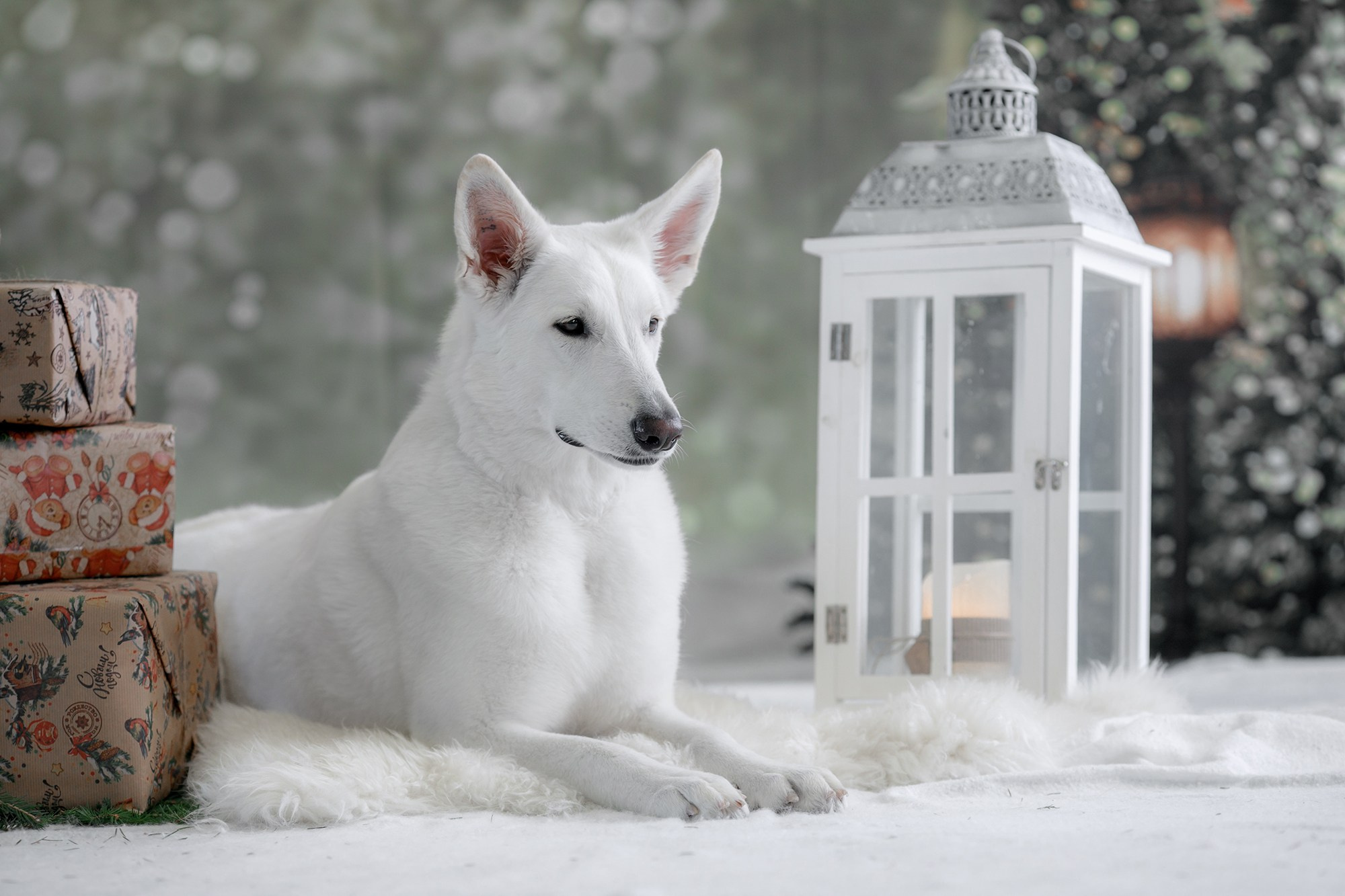 Фотограф-анималист Mary Mart — Москва, Питер