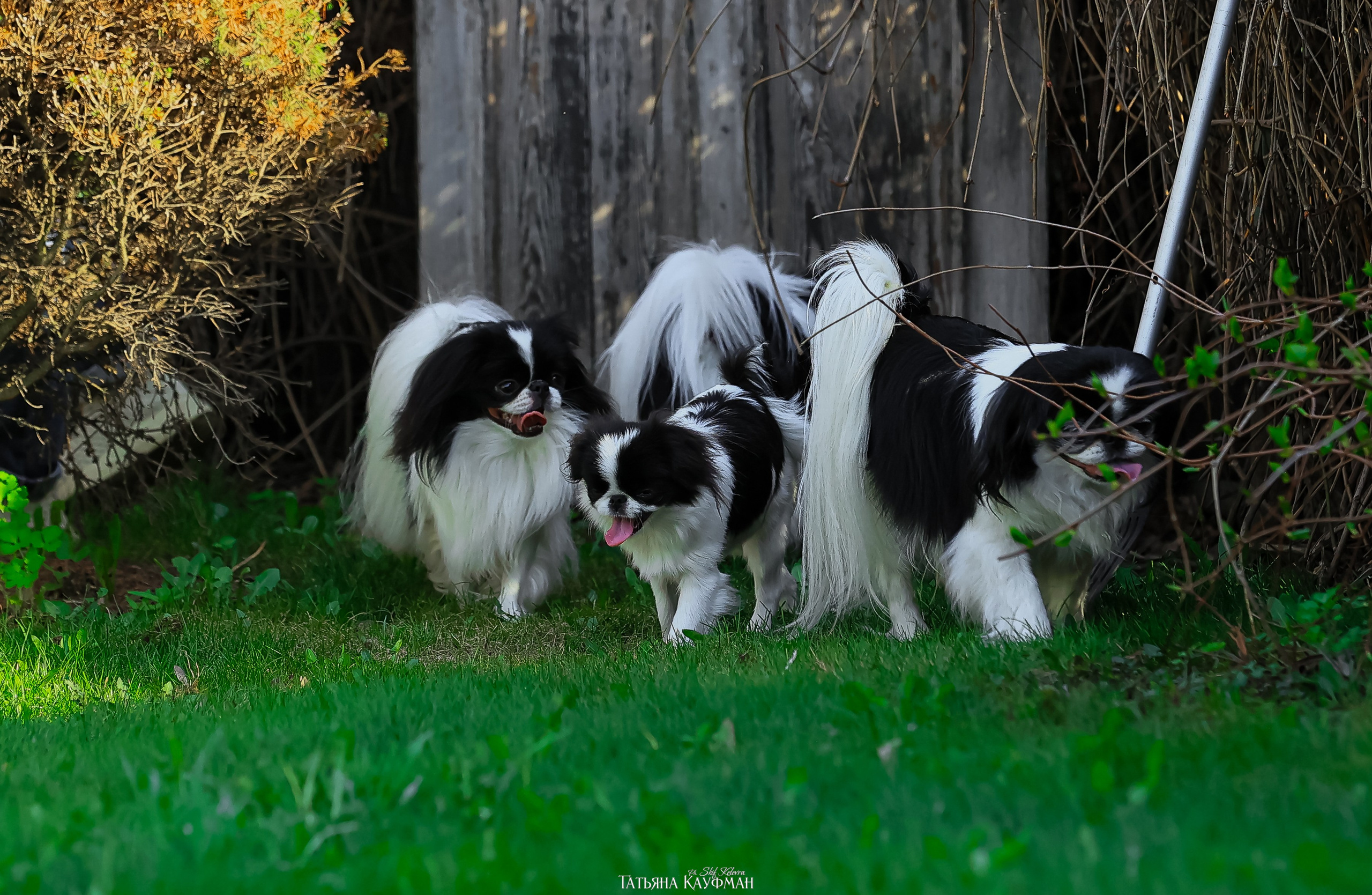 Японский хин, фотография японский хин, собака в цветах, красивая собака, фотограф анималист, фотокурс Анималистика, научиться фотографировать собак, фотограф Новосибирск