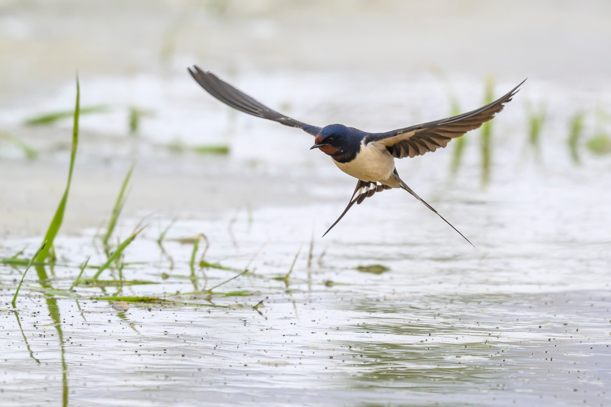 Снегопад. Wildlife photography by Sergey Puponin