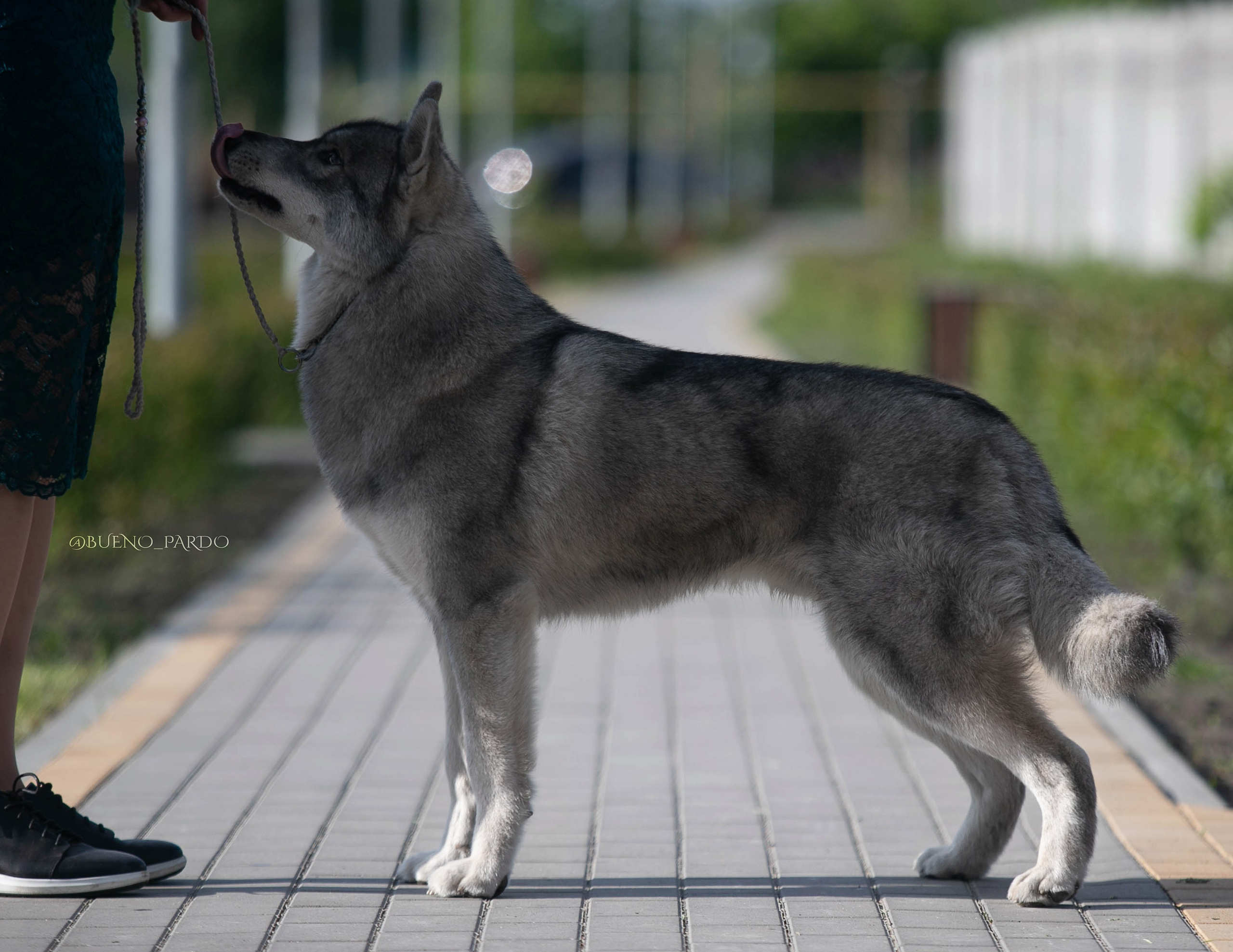 Собаки питомника Bueno Pardo. Питомник собак Акита, Хаски, Корги