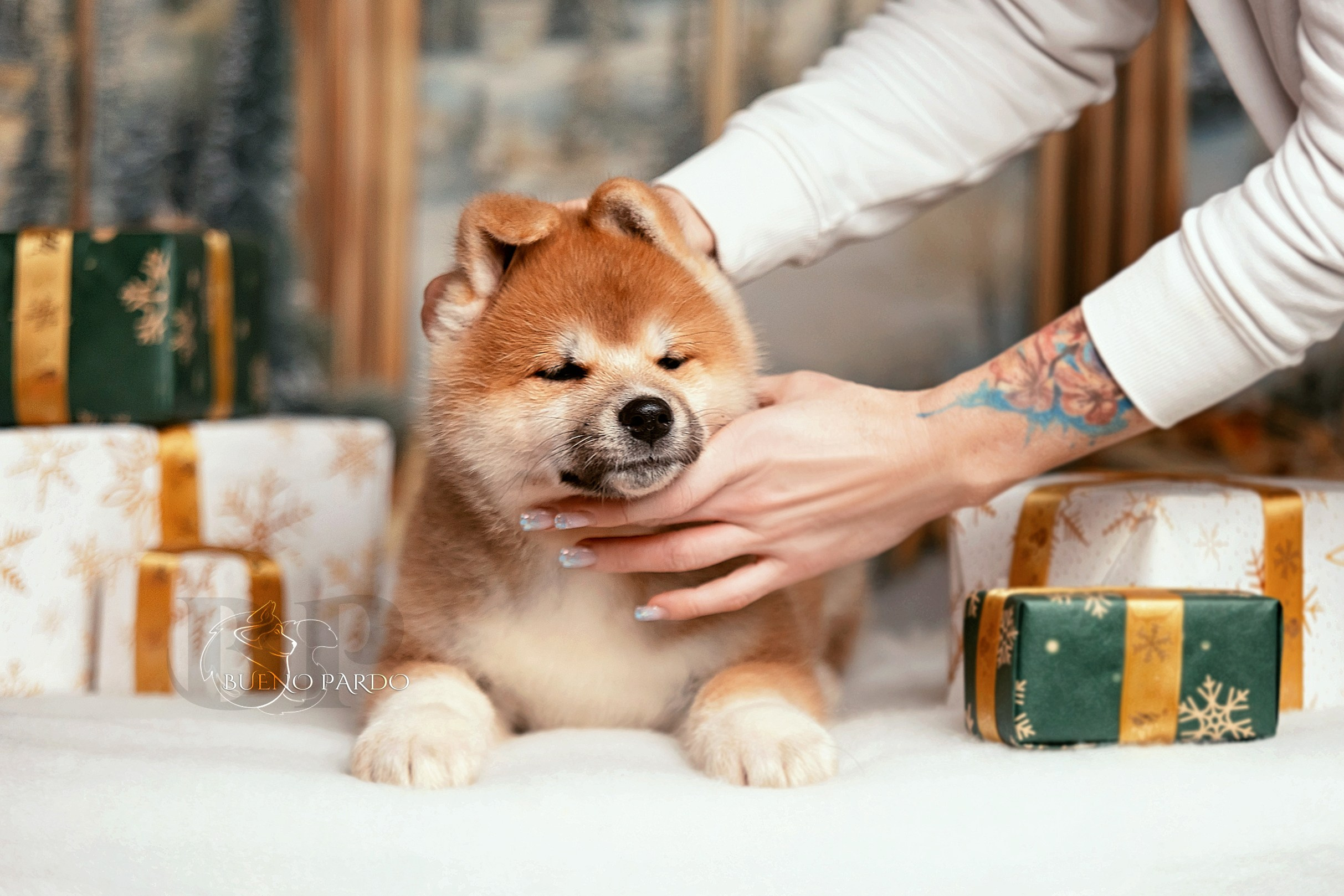 Щенки японской акита ину из питомника. Питомник собак Акита, Хаски, Корги