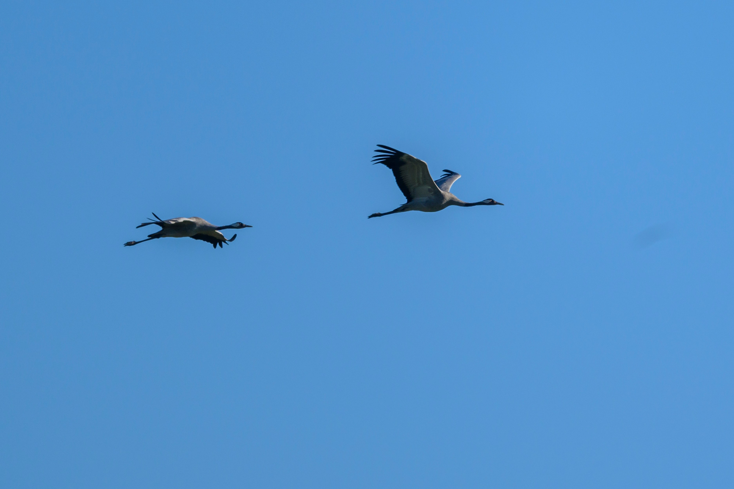 Канюк. Common Buzzard. Wildlife photography by Sergey Puponin