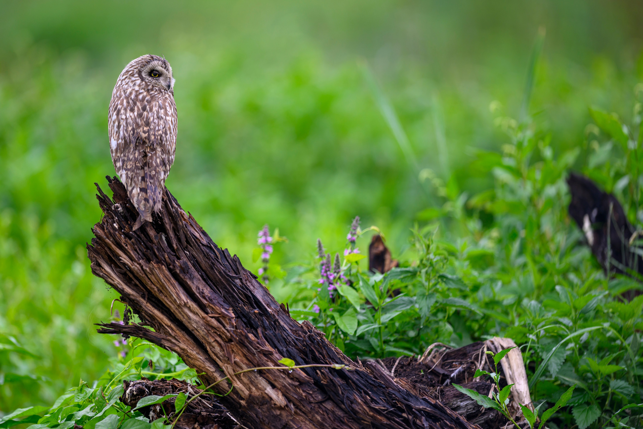 Эмоции совы. The emotions of the Owl. Wildlife photography by Sergey Puponin