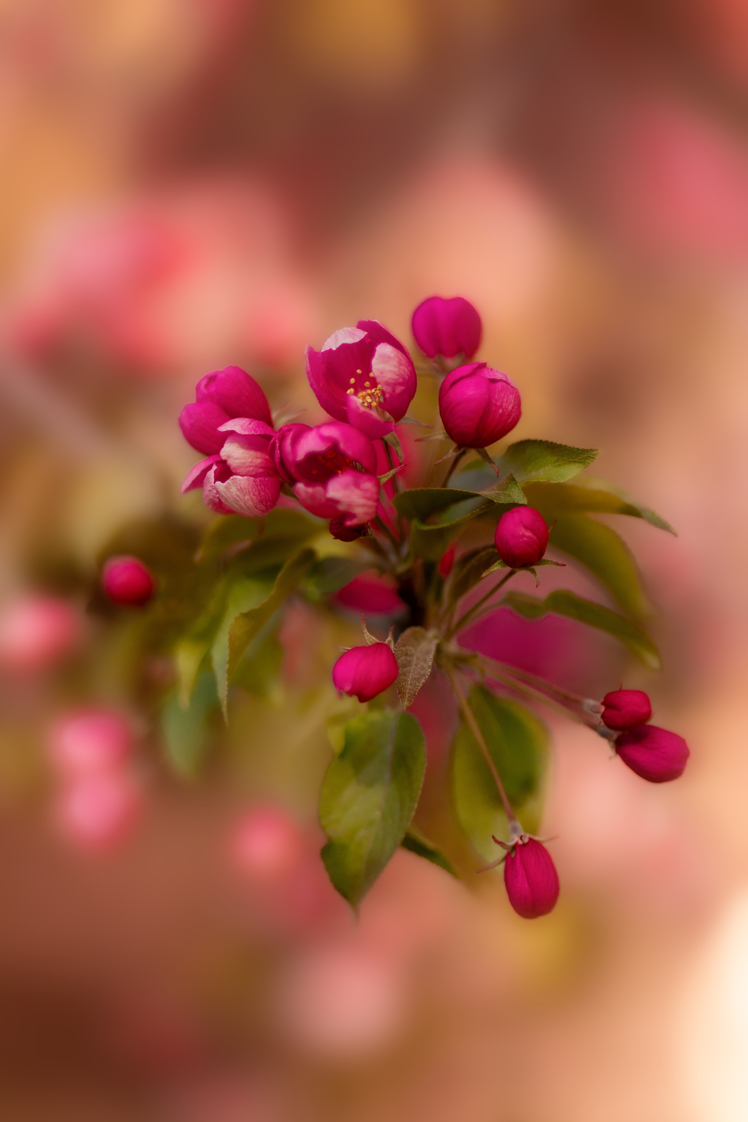 Фотосессия в цветущем розовом саде. Сказочный фотограф в русском стиле в Москве Ангелина Старцева | Русский сказки|Фотосесессия в Азиатском стиле