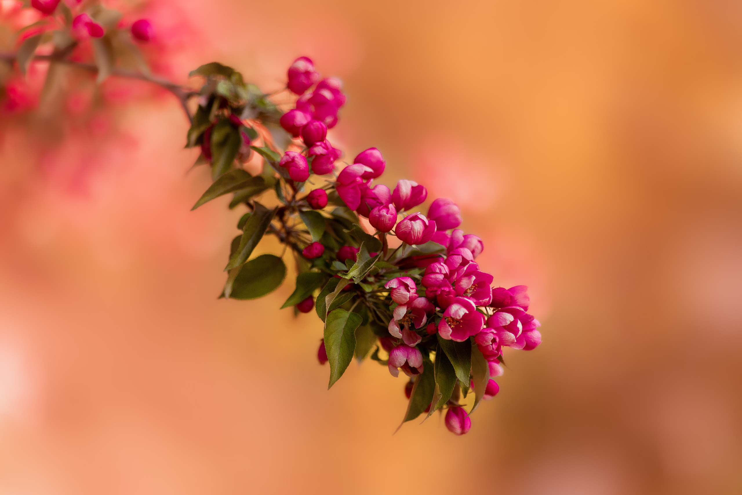 Фотосессия в цветущем розовом саде. Сказочный фотограф в русском стиле в Москве Ангелина Старцева | Русский сказки|Фотосесессия в Азиатском стиле