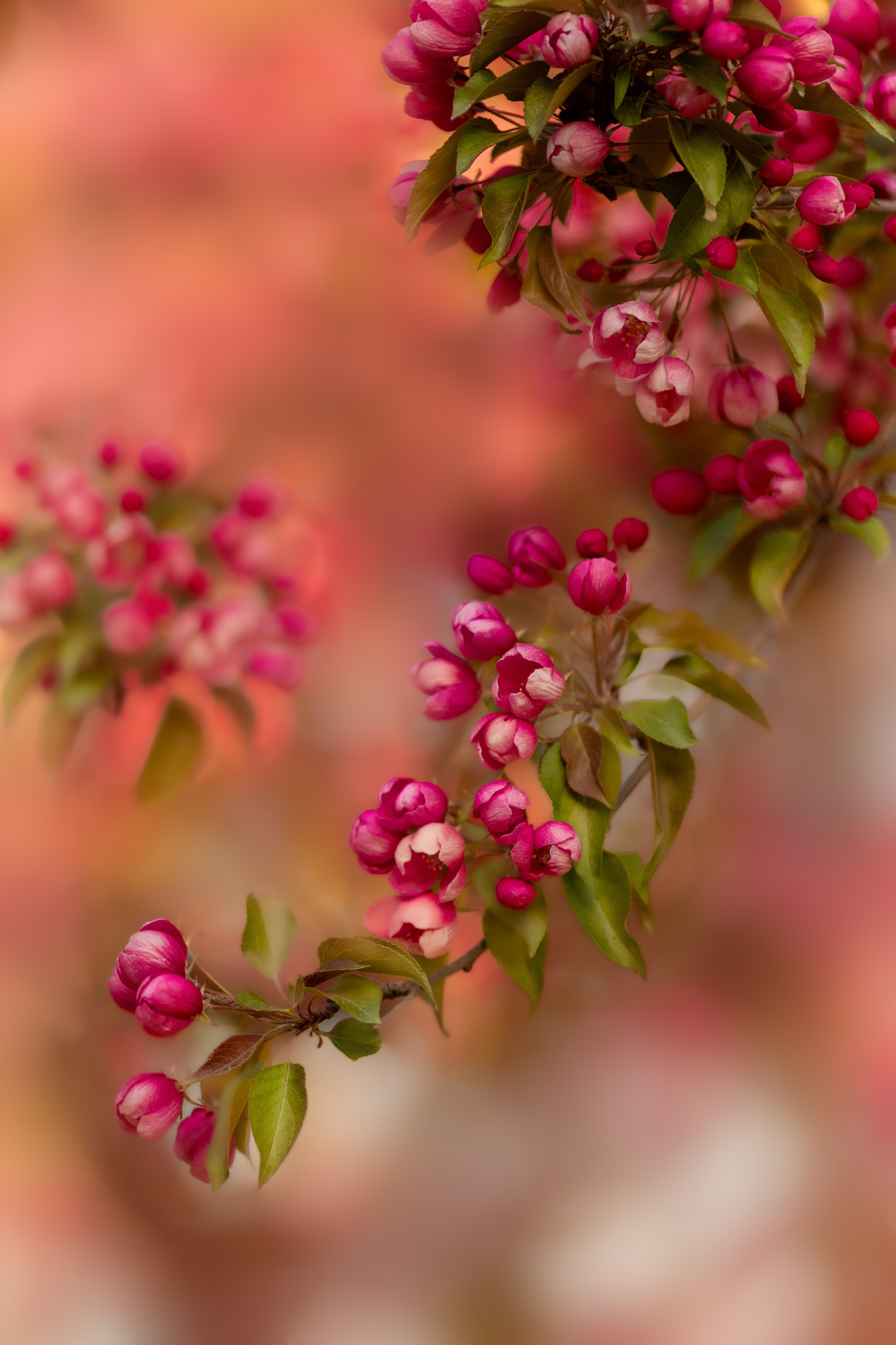 Фотосессия в цветущем розовом саде. Сказочный фотограф в русском стиле в Москве Ангелина Старцева | Русский сказки|Фотосесессия в Азиатском стиле