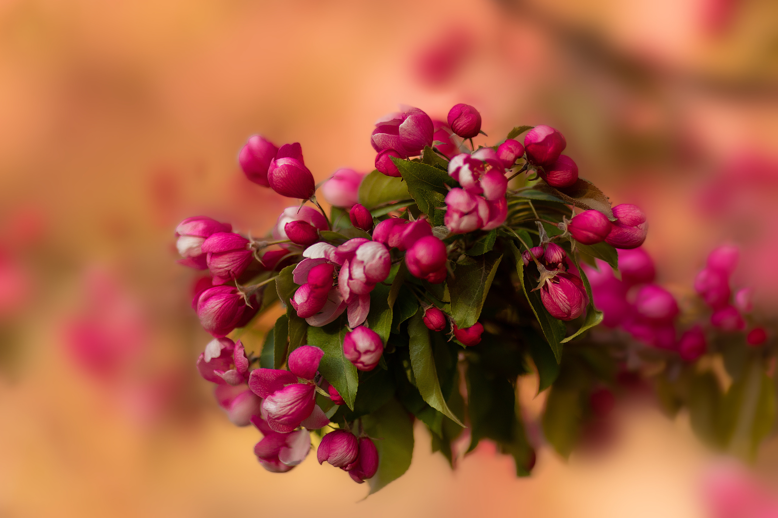 Фотосессия в цветущем розовом саде. Сказочный фотограф в русском стиле в Москве Ангелина Старцева | Русский сказки|Фотосесессия в Азиатском стиле