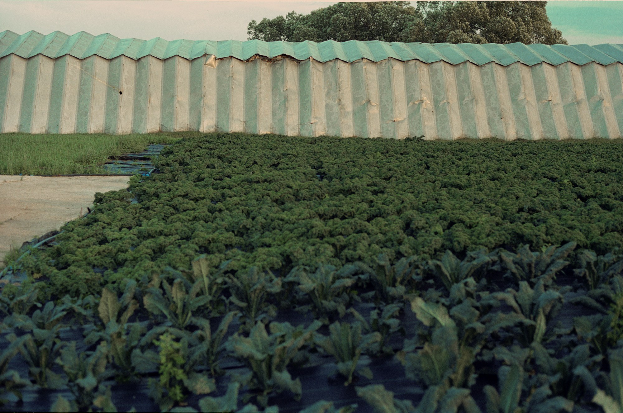 SuperFoodFarm. The history of the farm. Another person Pavel Potseluev. A photographer in 2025